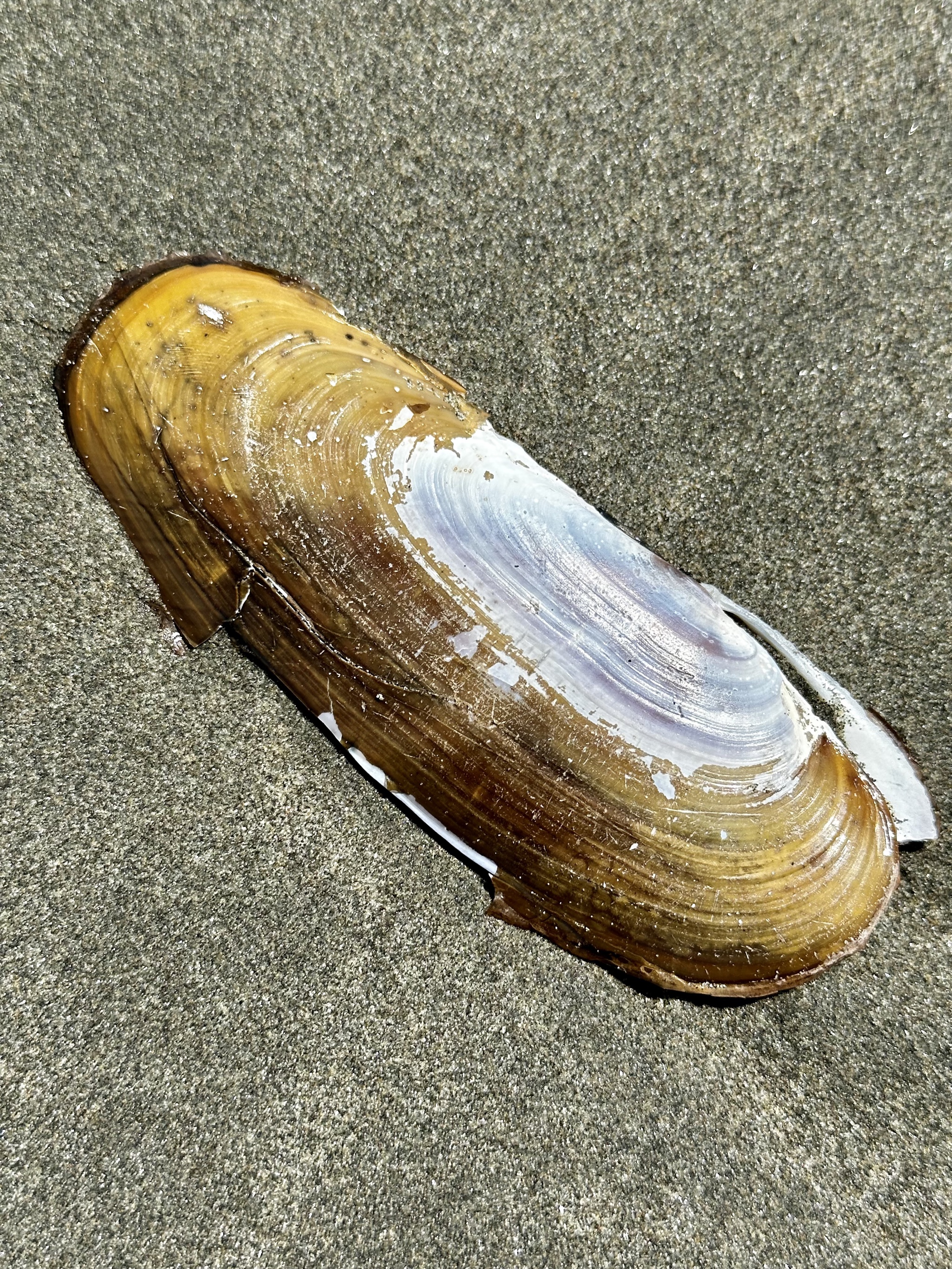 Ocean City beach