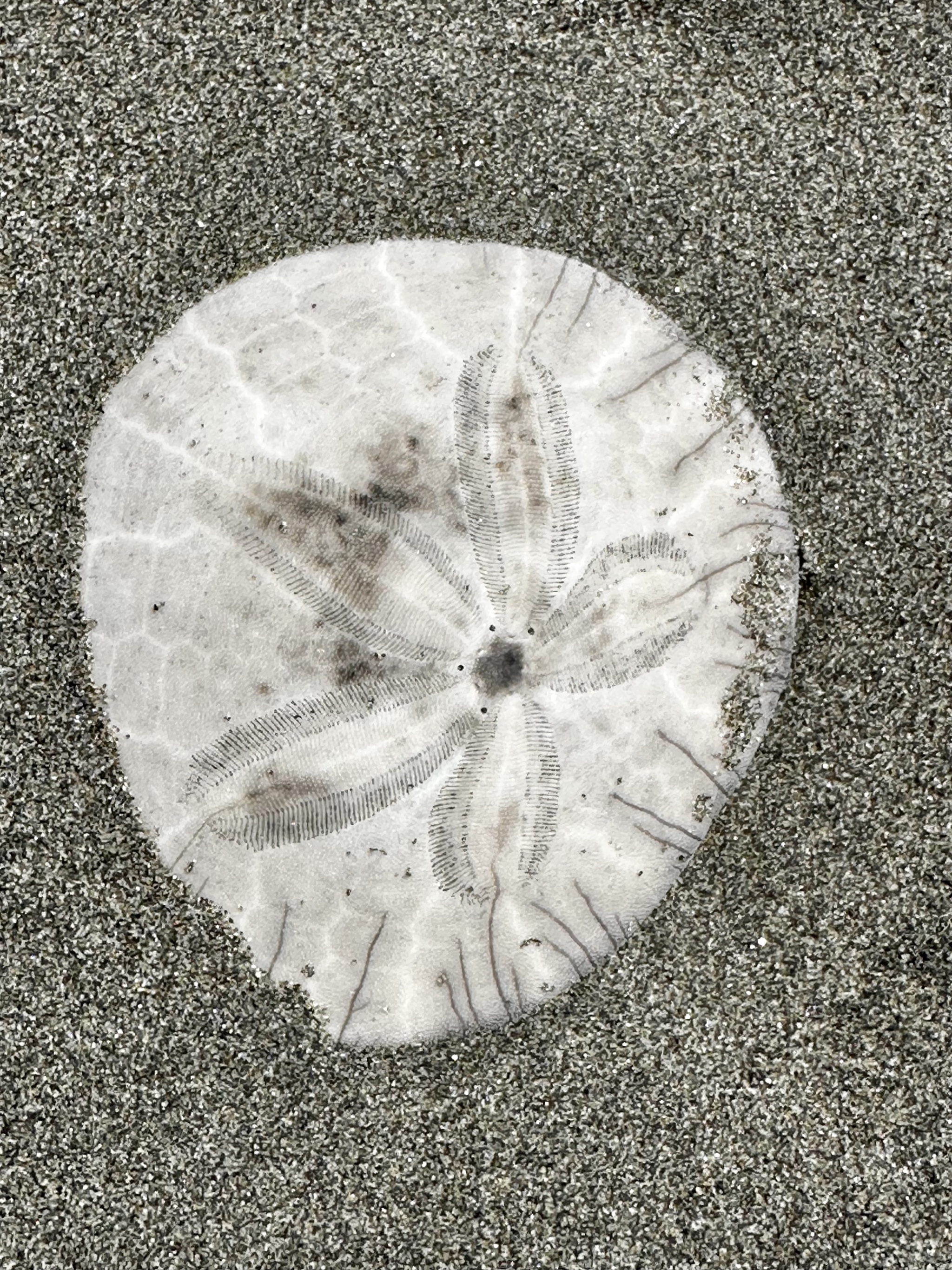 Ocean City beach