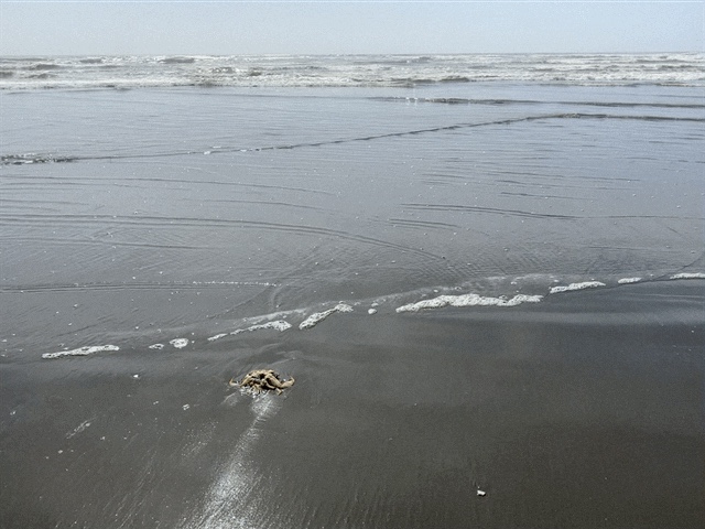 Ocean City beach