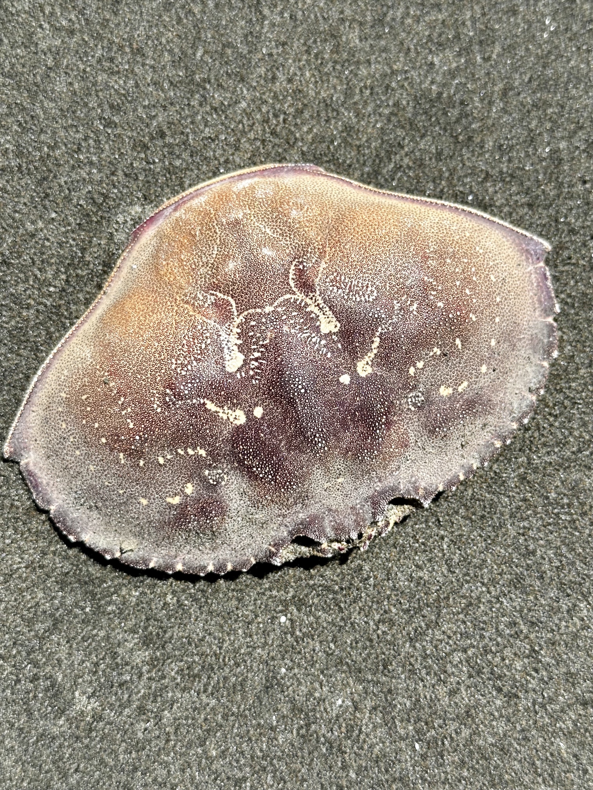 Ocean City beach