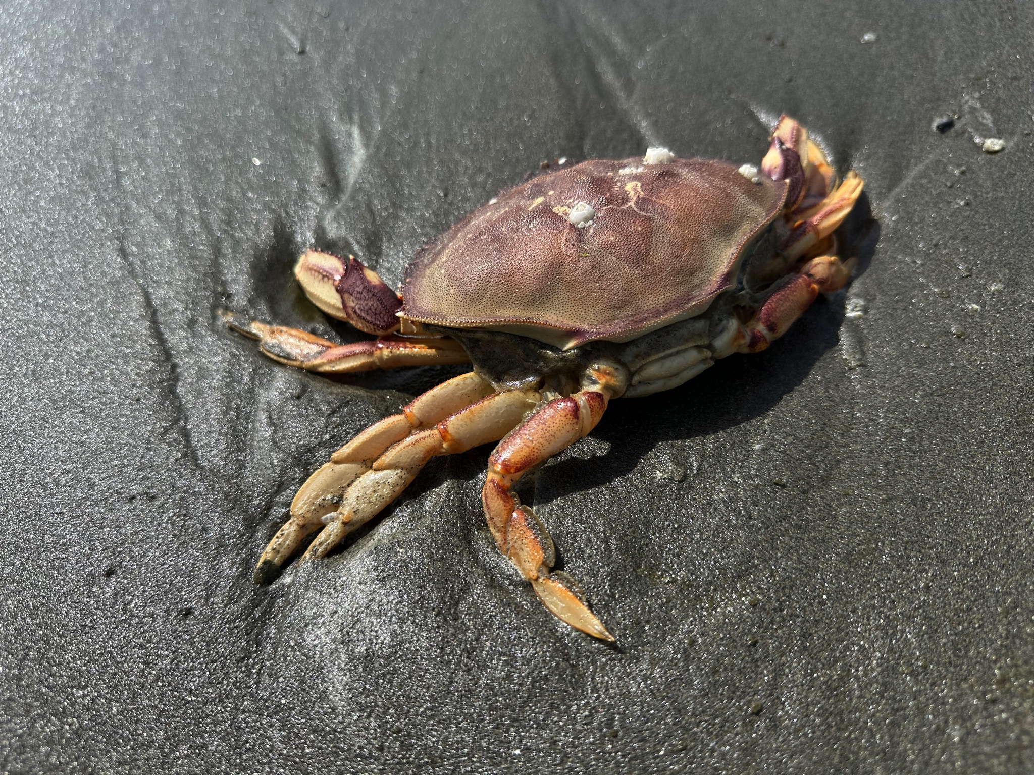 Ocean City beach