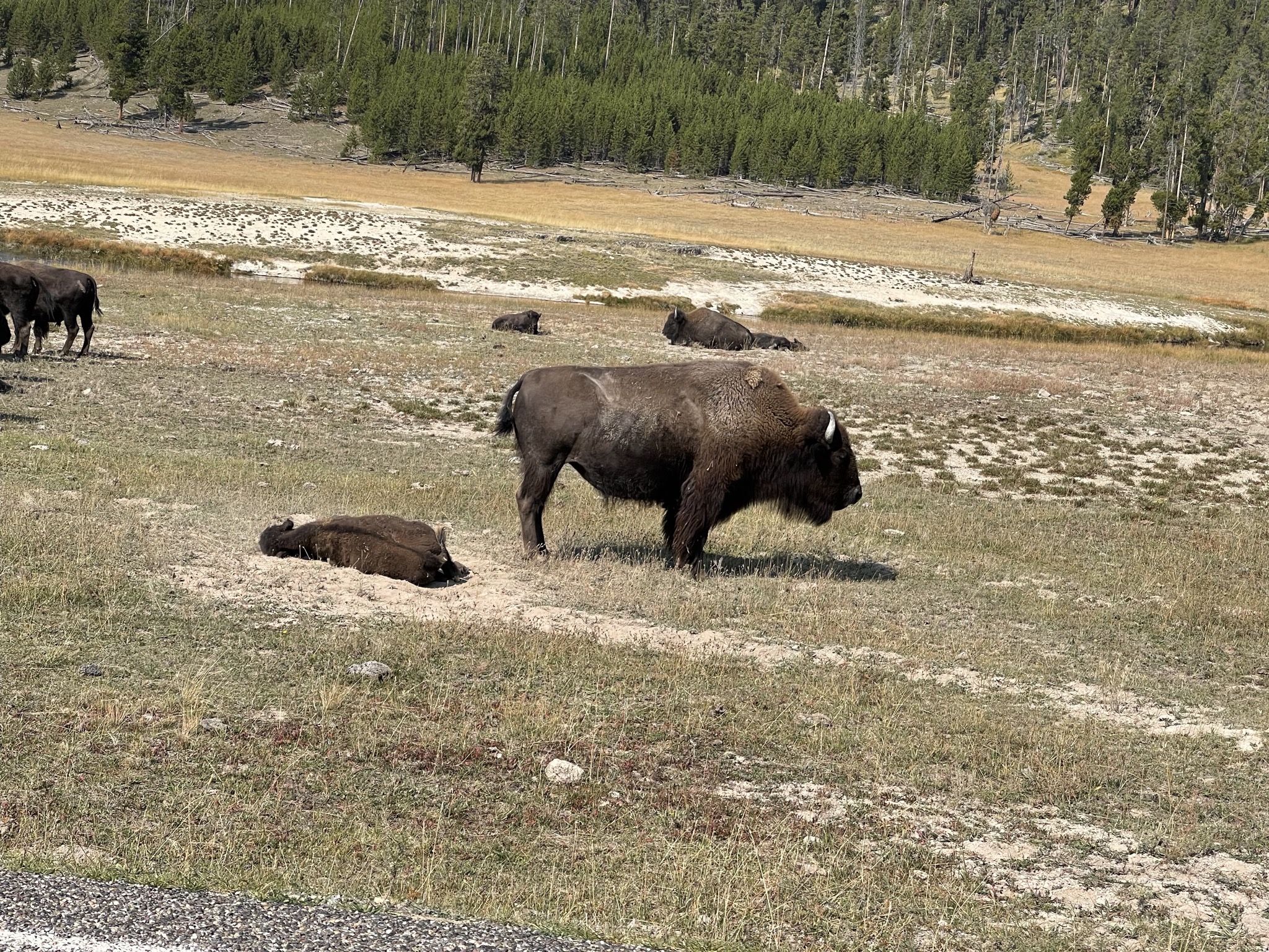 Bison