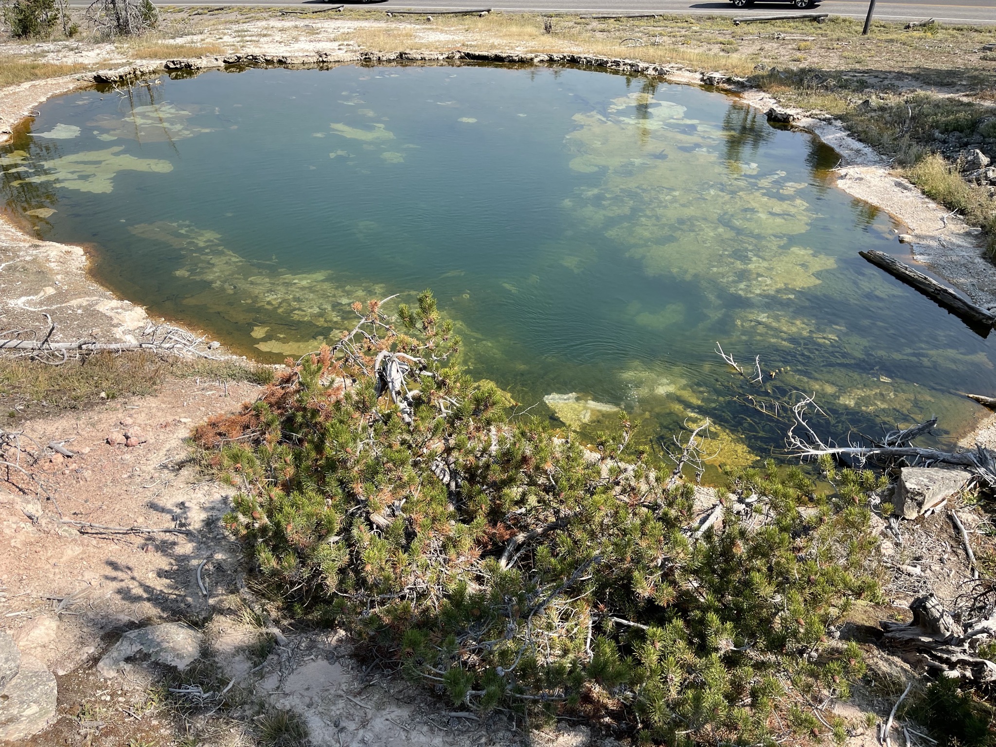 Green pool