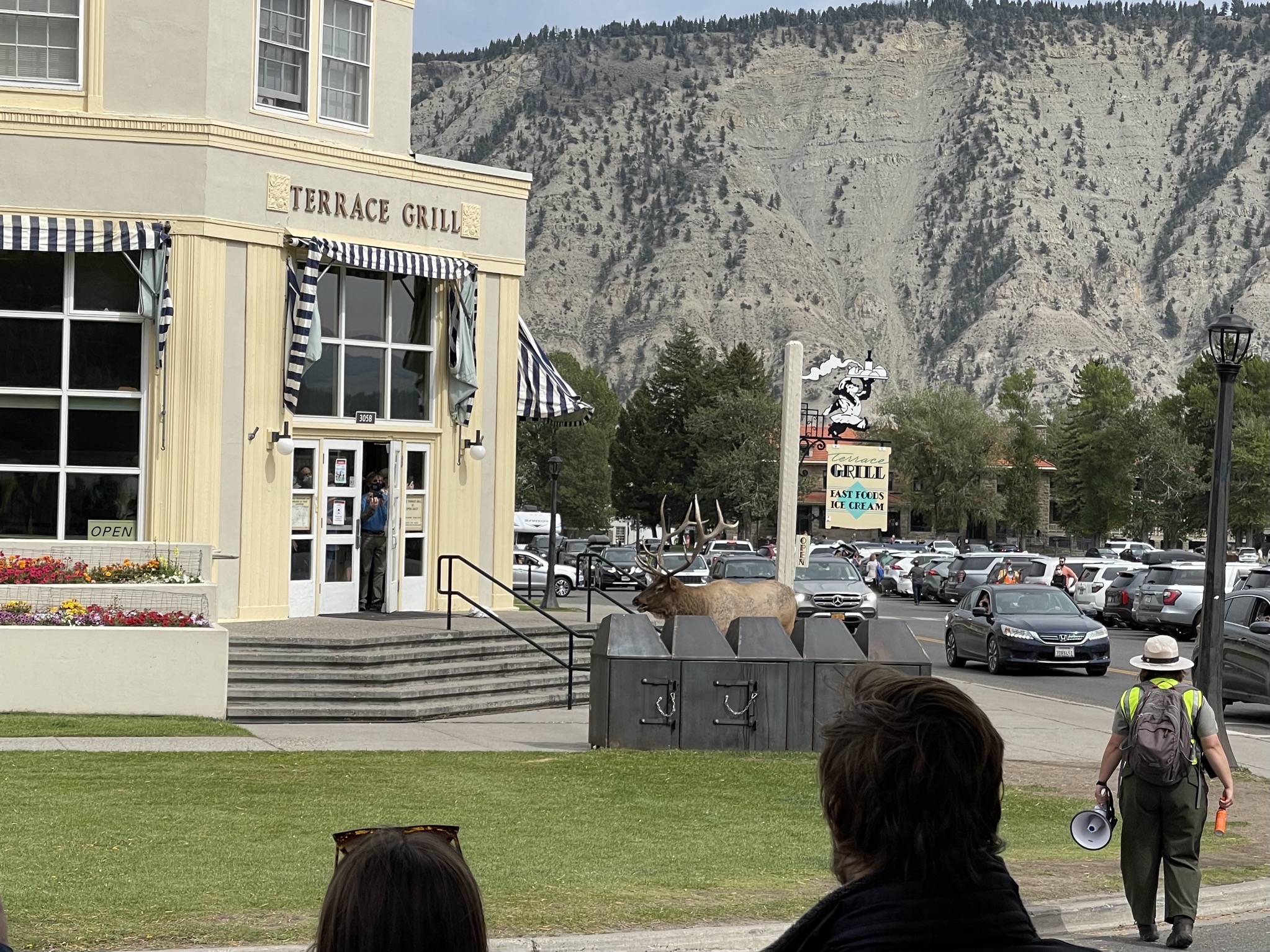 Elk at Mammoth