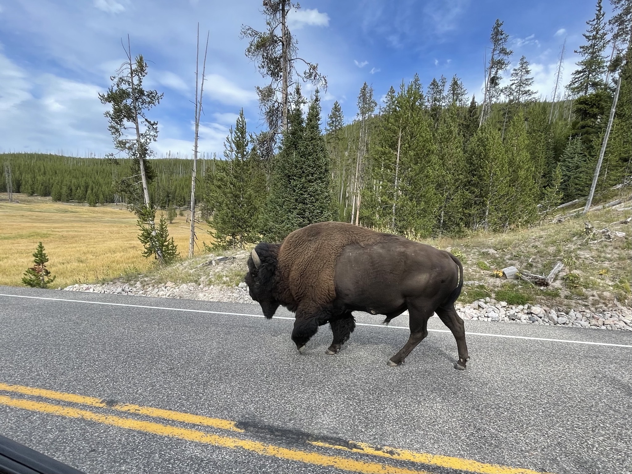 Bison jam