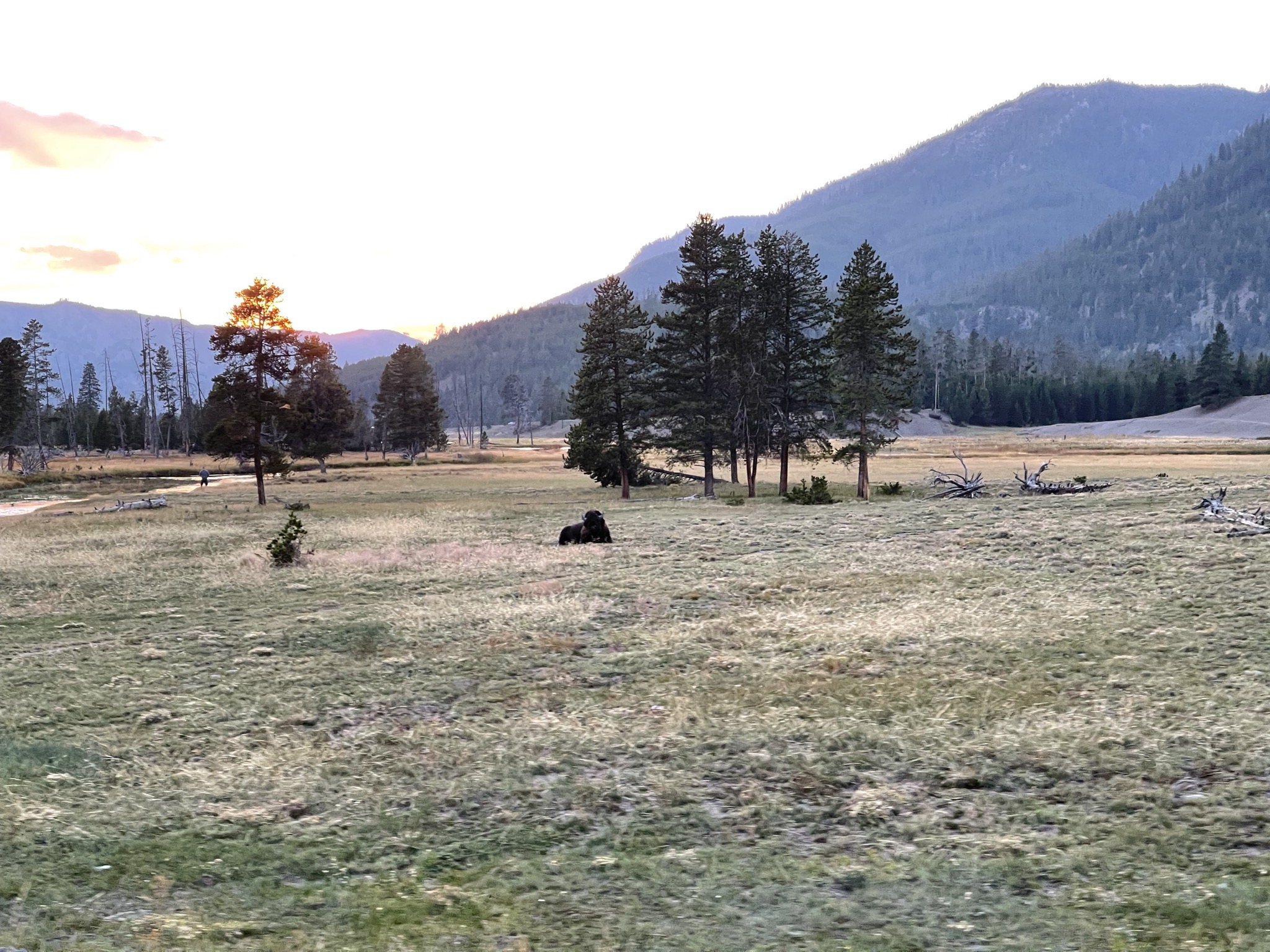 Bison