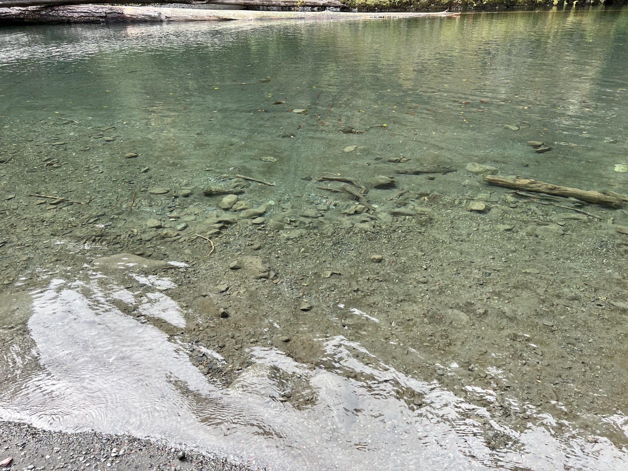 North Fork Skokomish River at Staircase