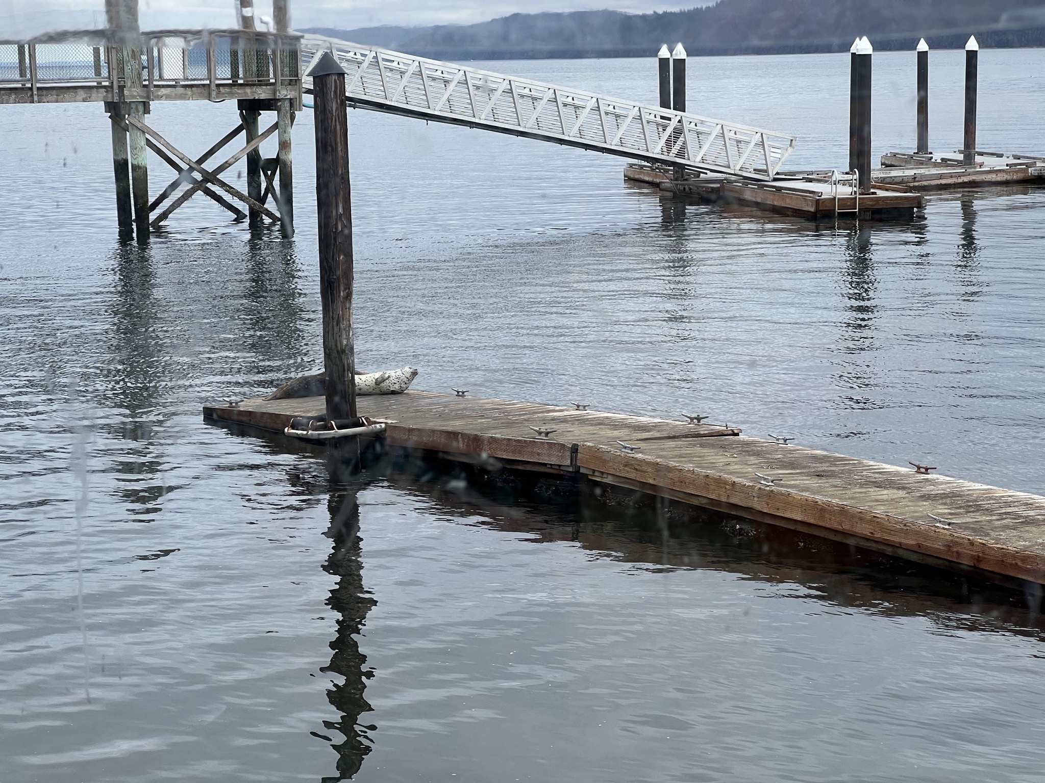 Seals on a dock