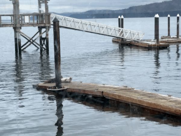 Seals on a dock