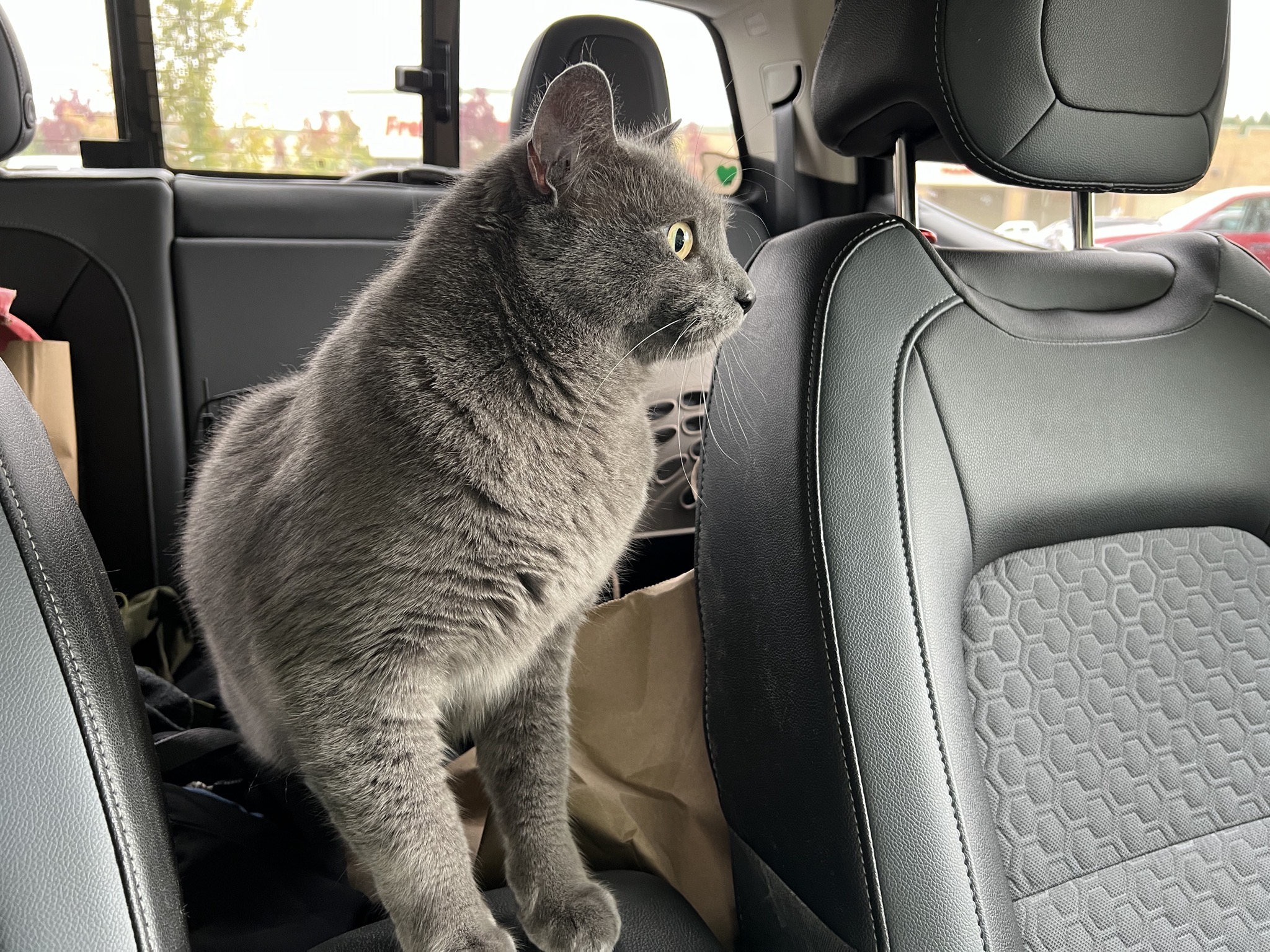 Paladin loose in the truck