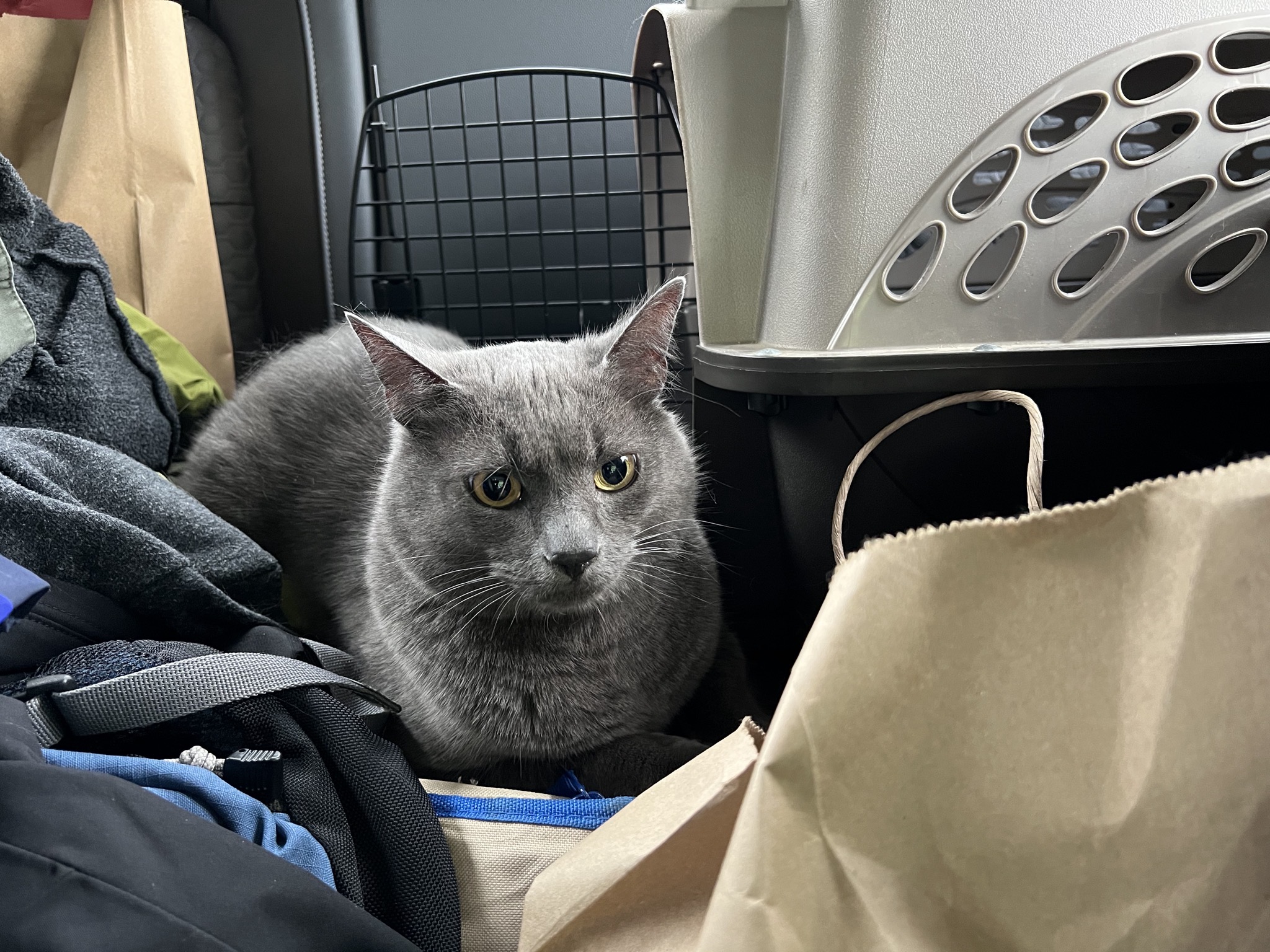 Paladin in the back seat
