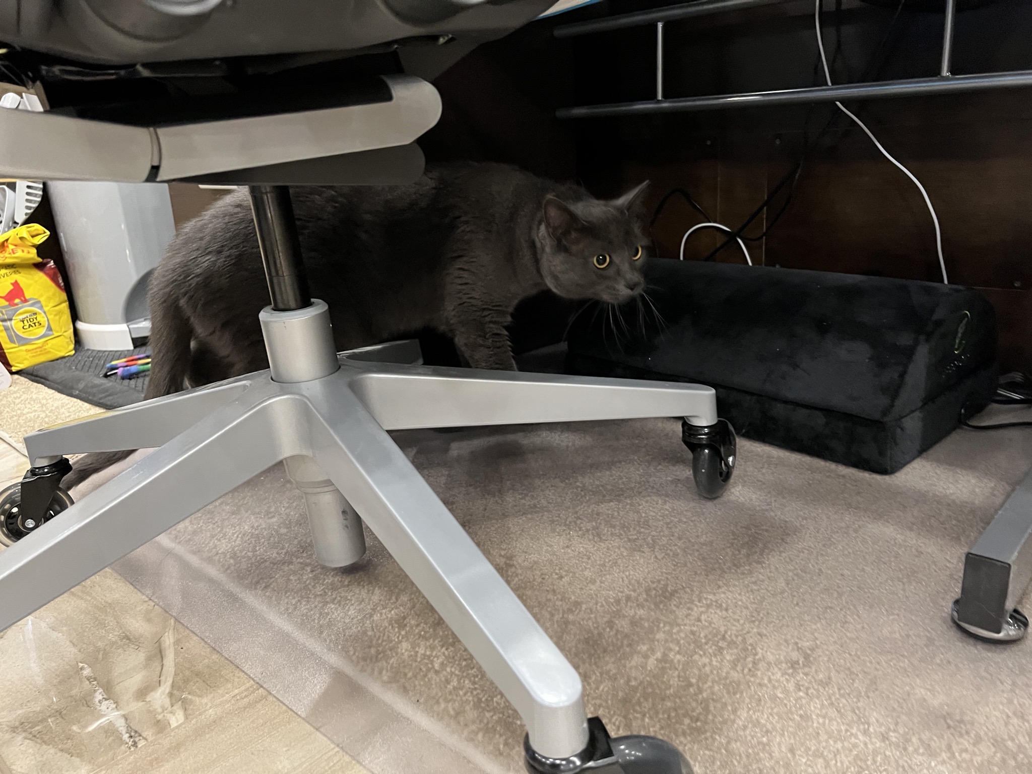 Paladin under the desk