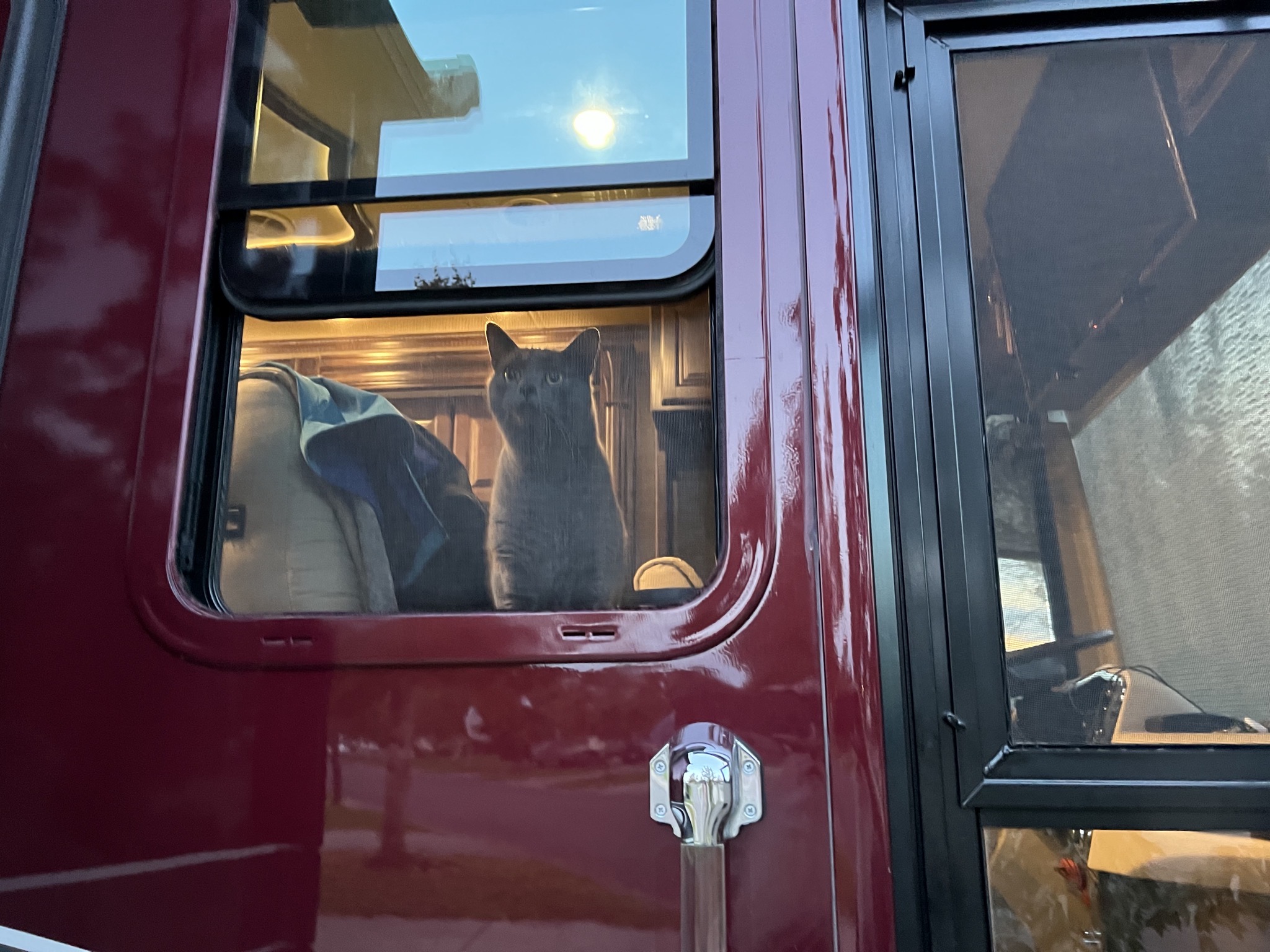 Paladin looking out RV window