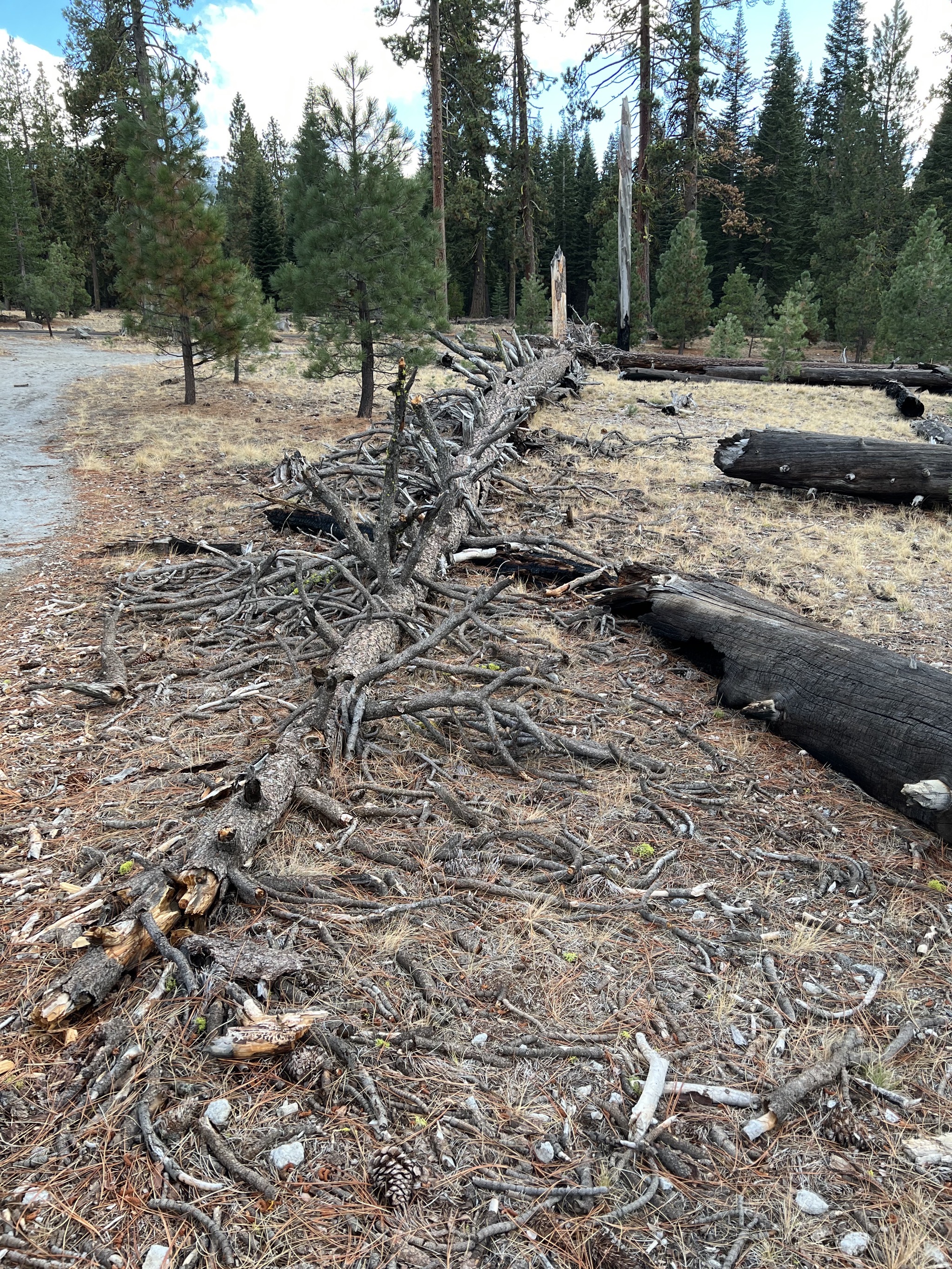 Fallen tree