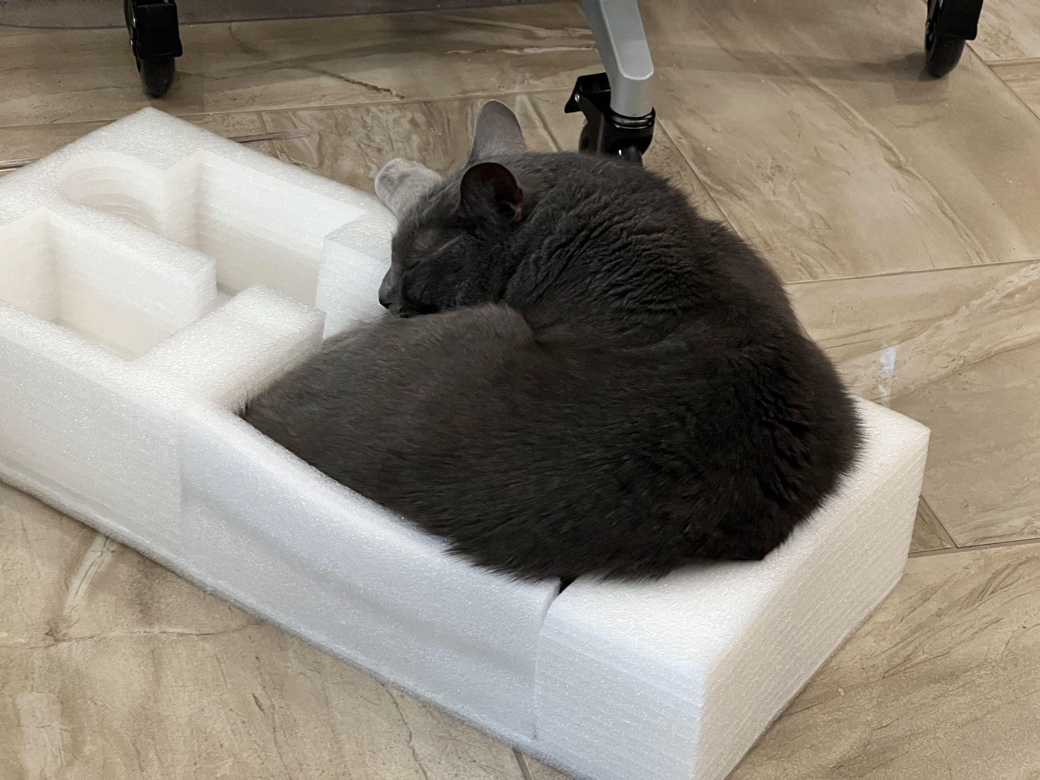 Paladin sitting in foam box