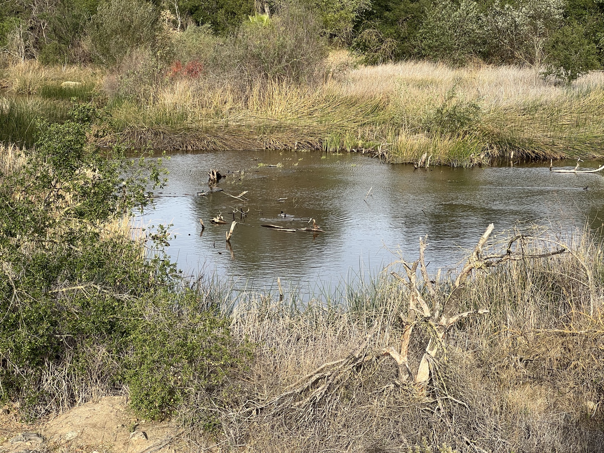 Pond with ducks