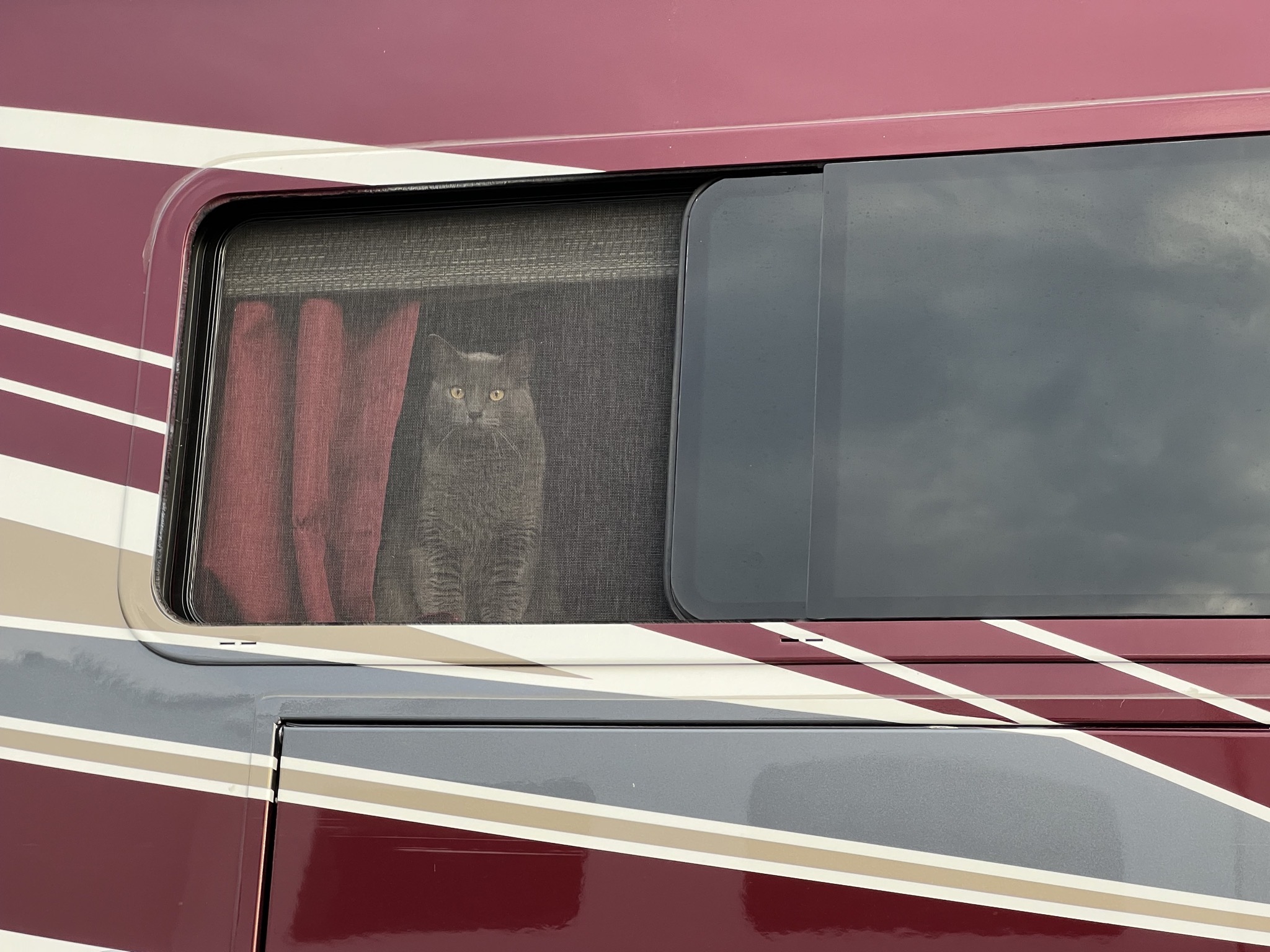 Paladin looking out window