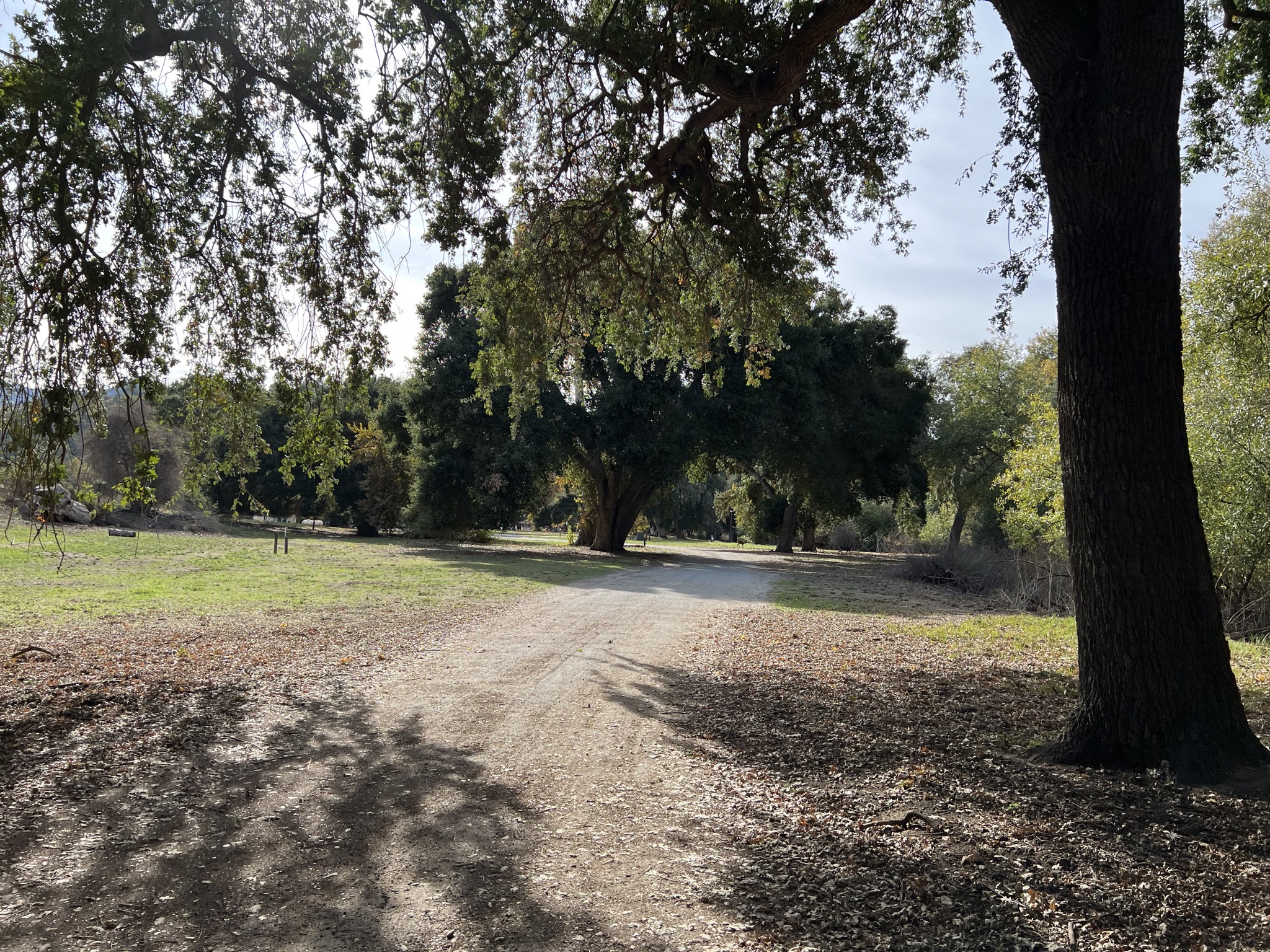 Trees