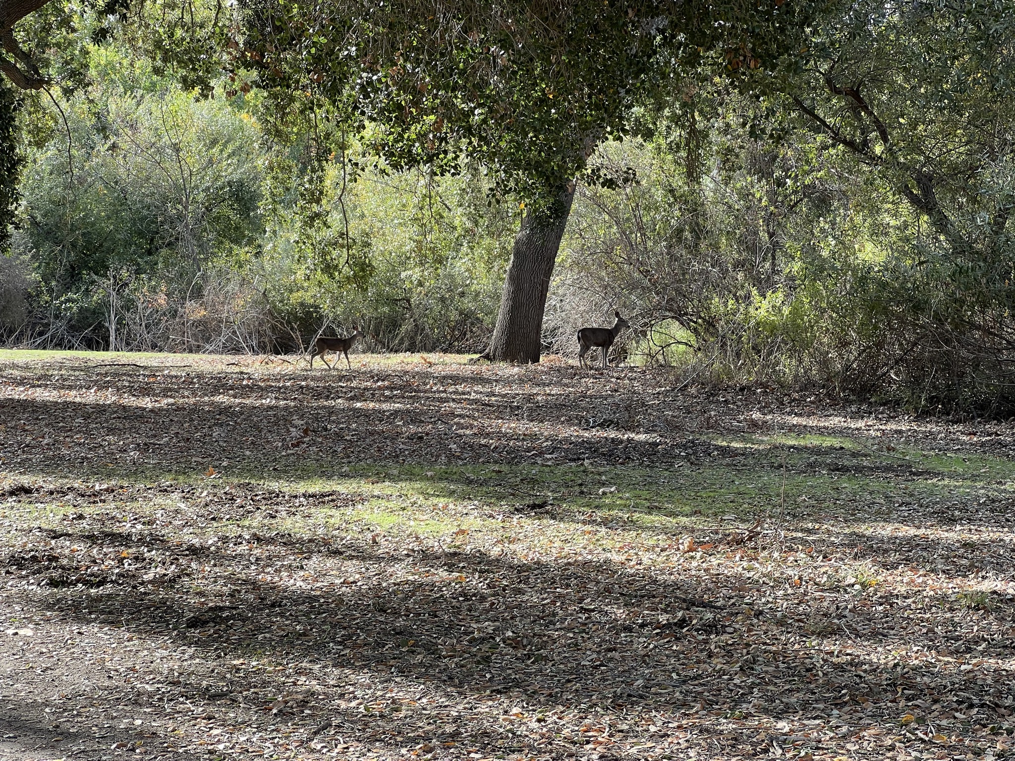 Deer