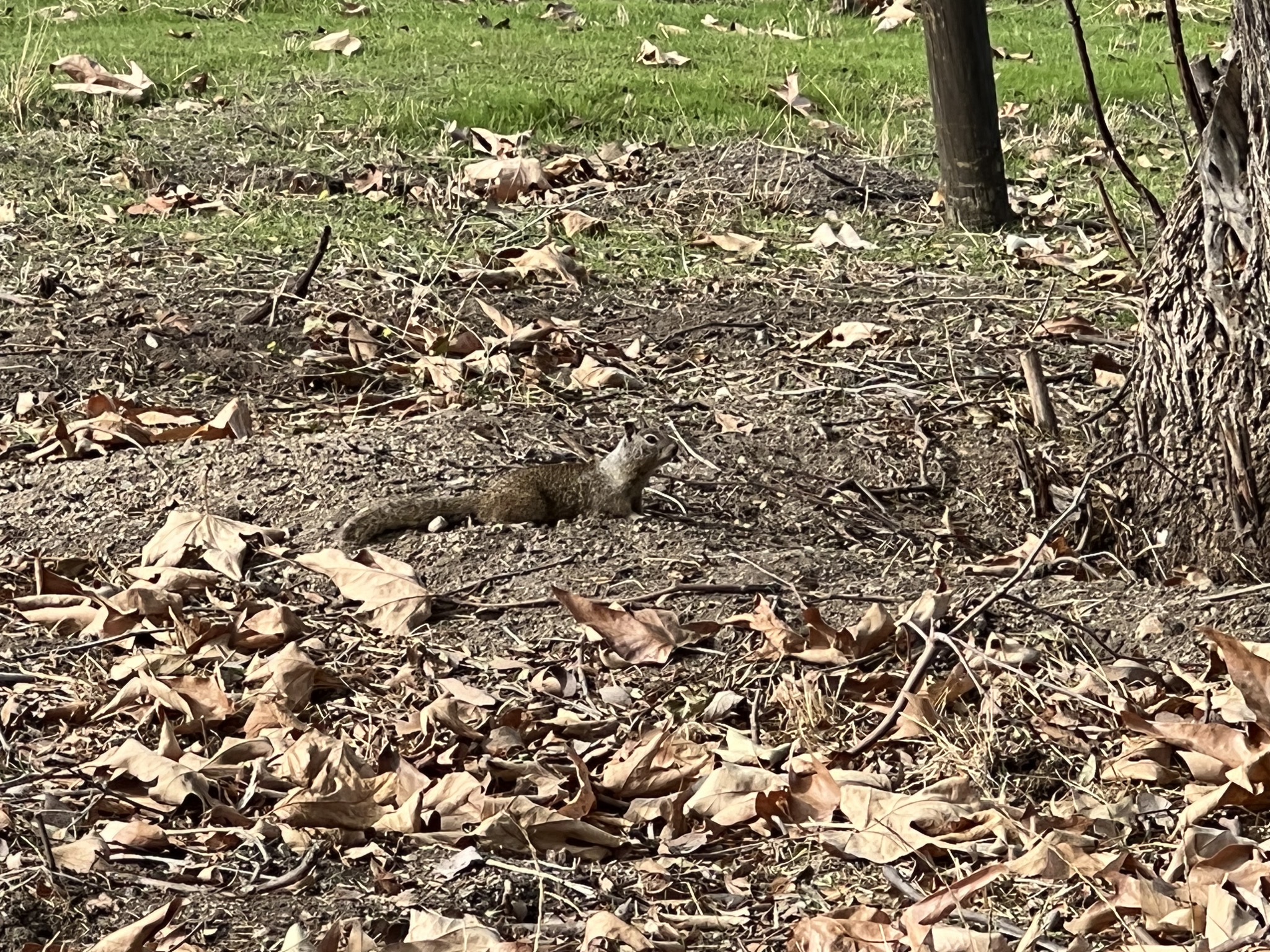 Squirrel