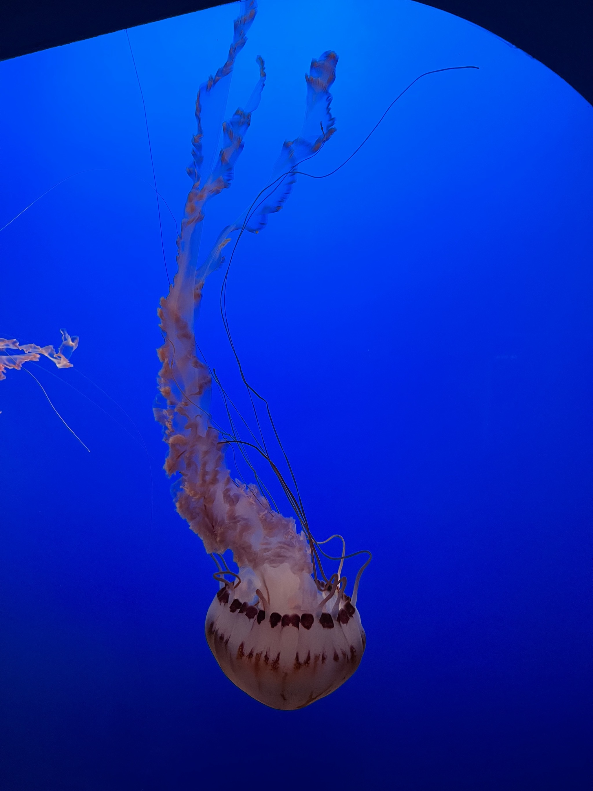 Jellyfish