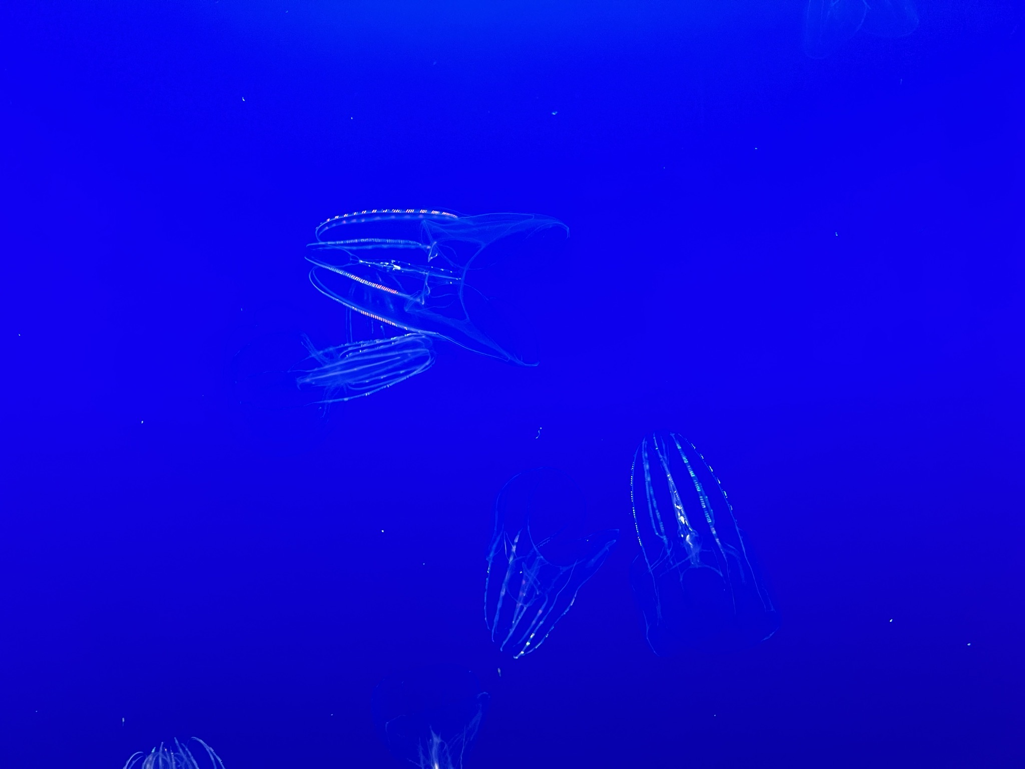 Jellyfish
