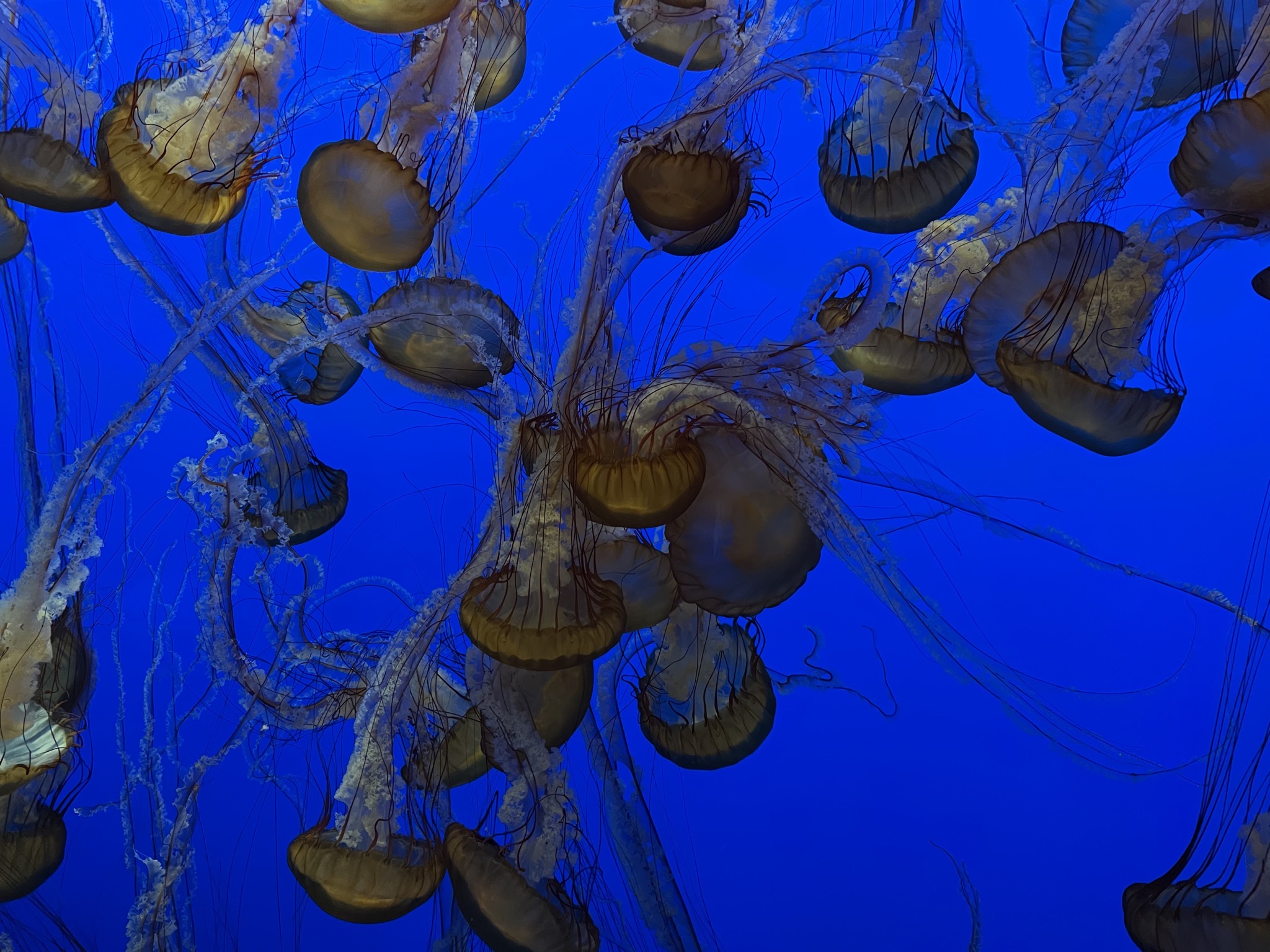 Jellyfish