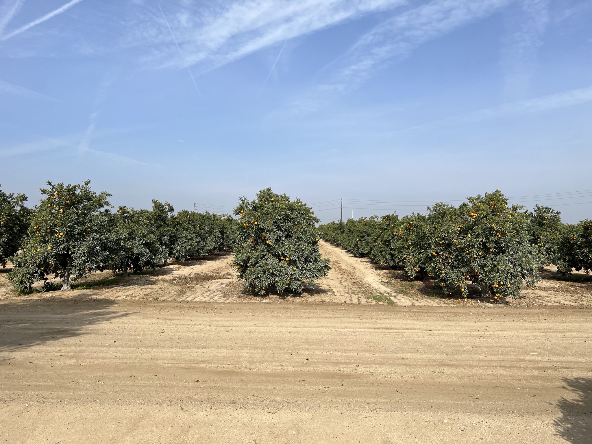 Orange trees