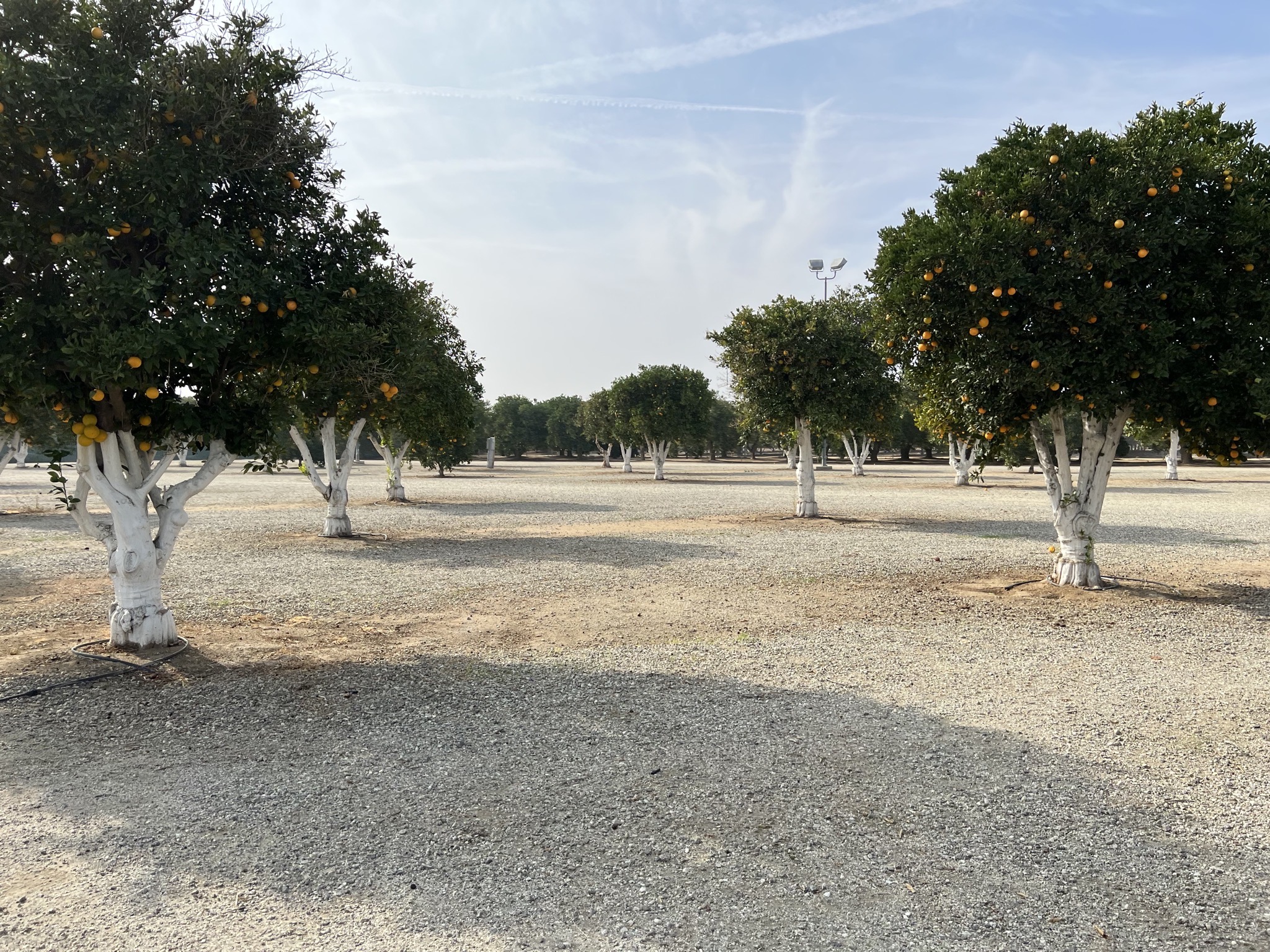 Orange trees