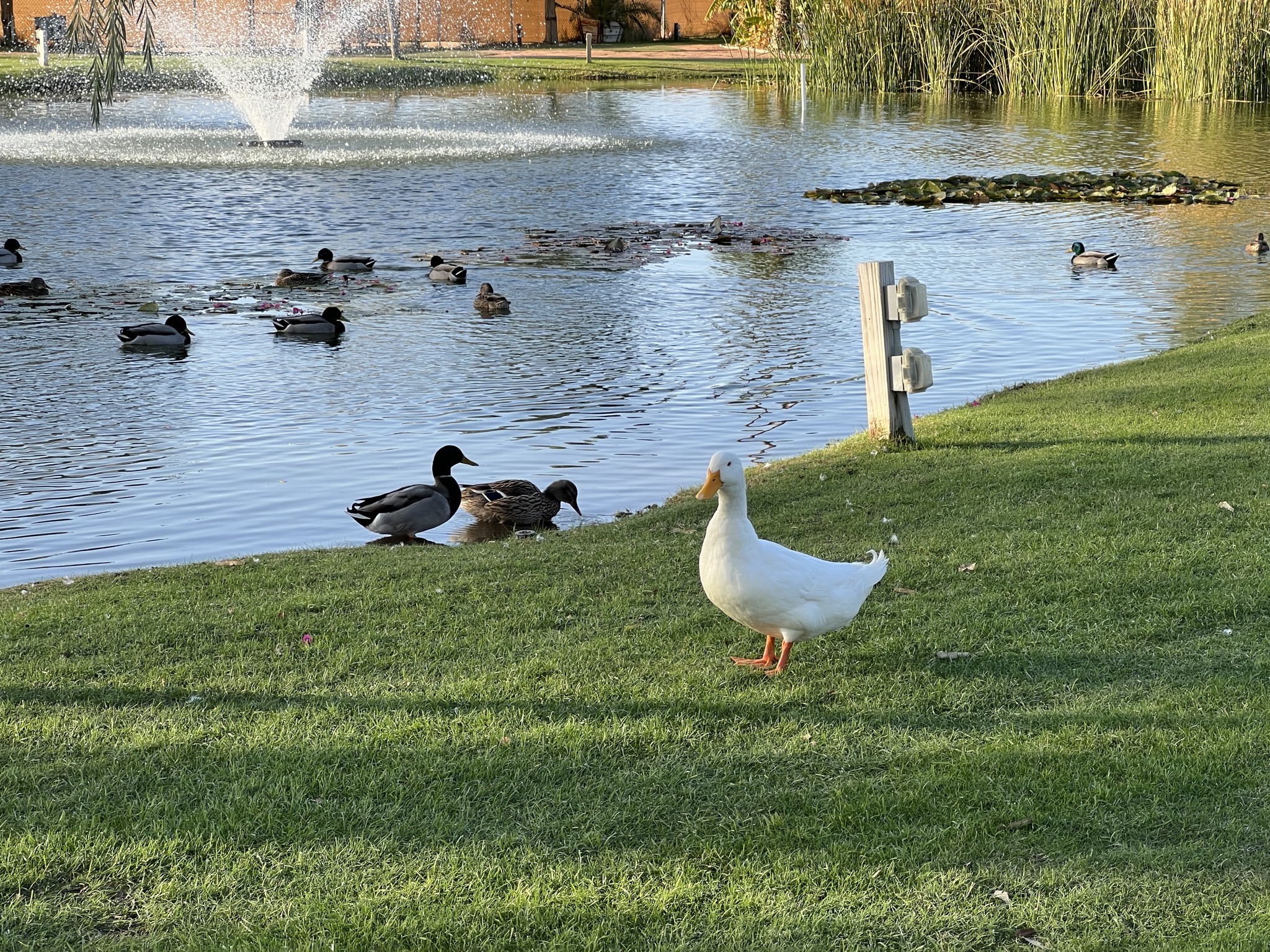 Ducks and pond