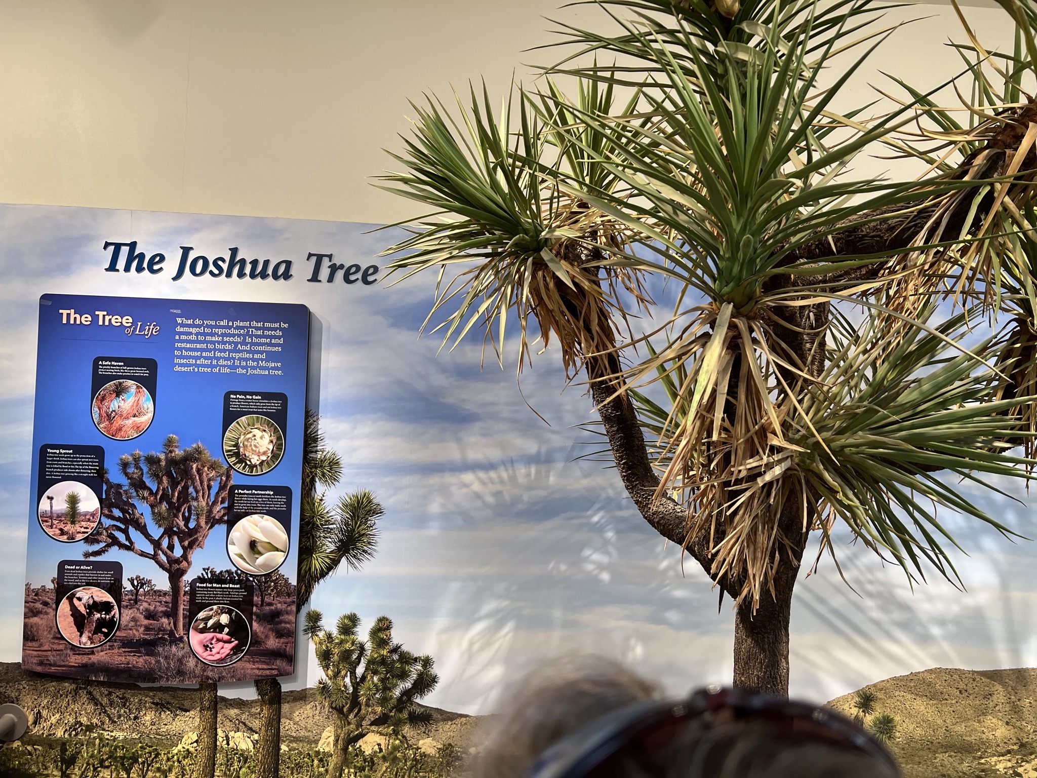 Joshua Tree info
