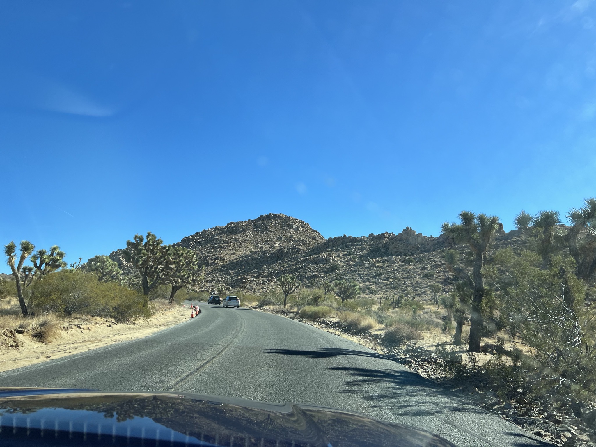 Joshua trees