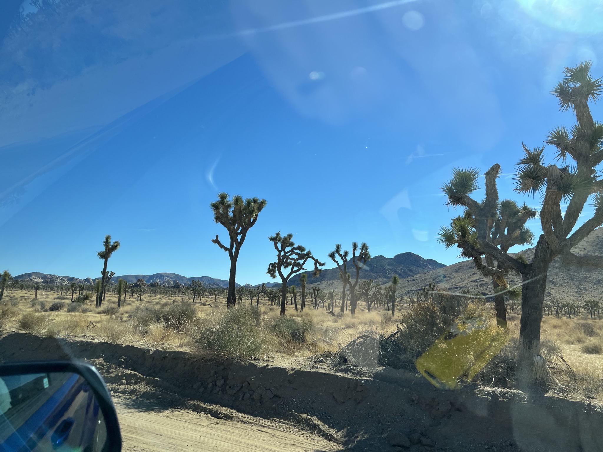 Joshua trees