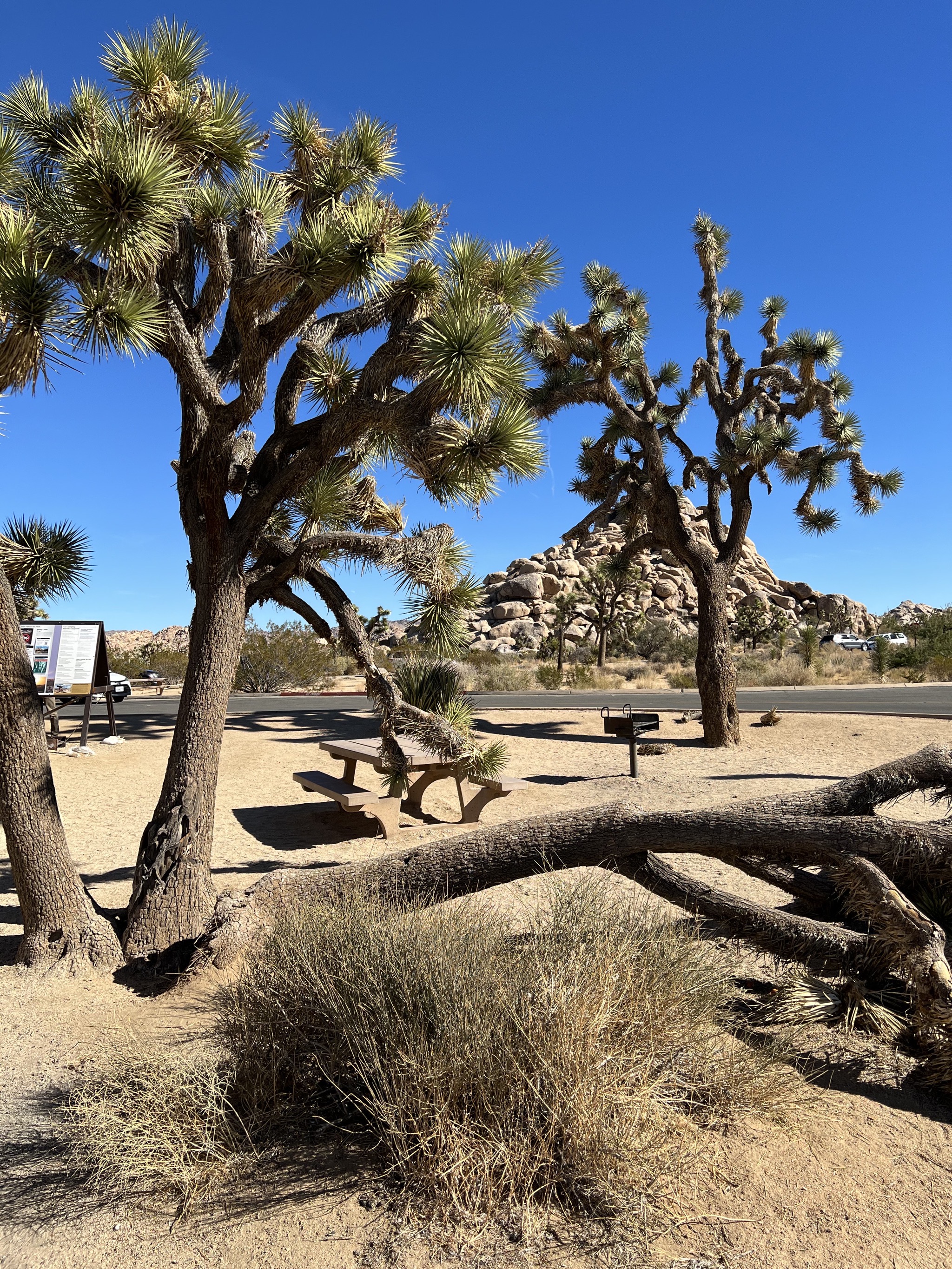 Joshua trees
