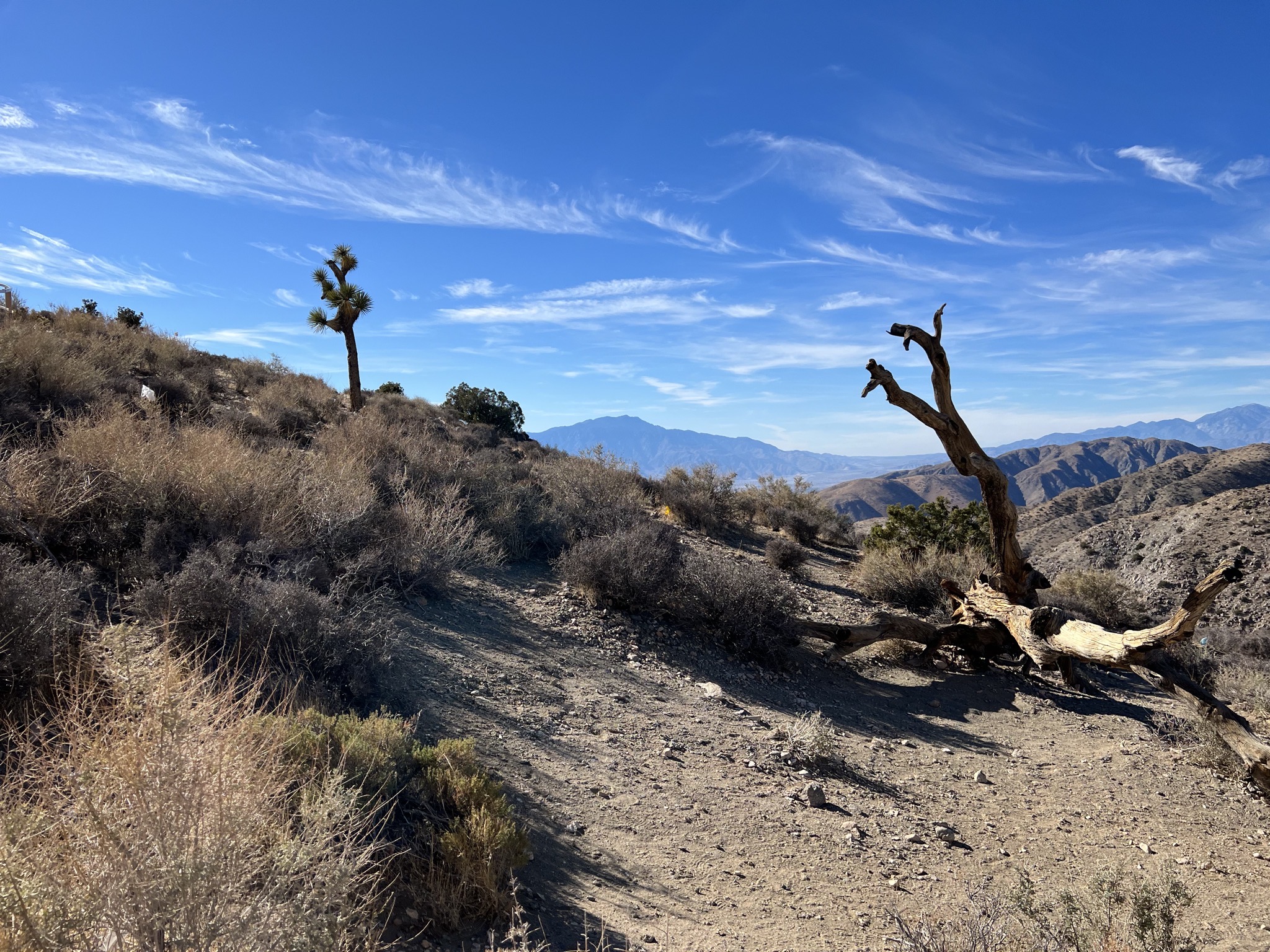 Joshua trees