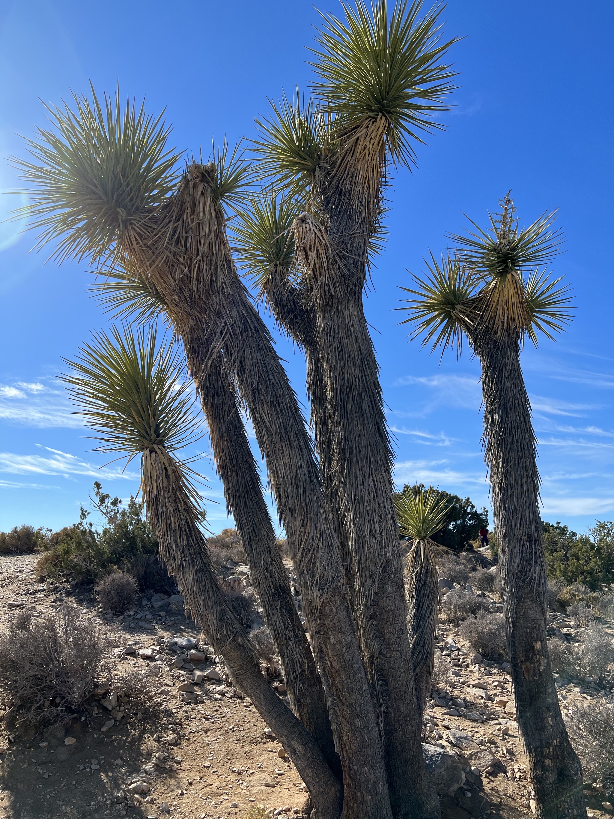Joshua tree