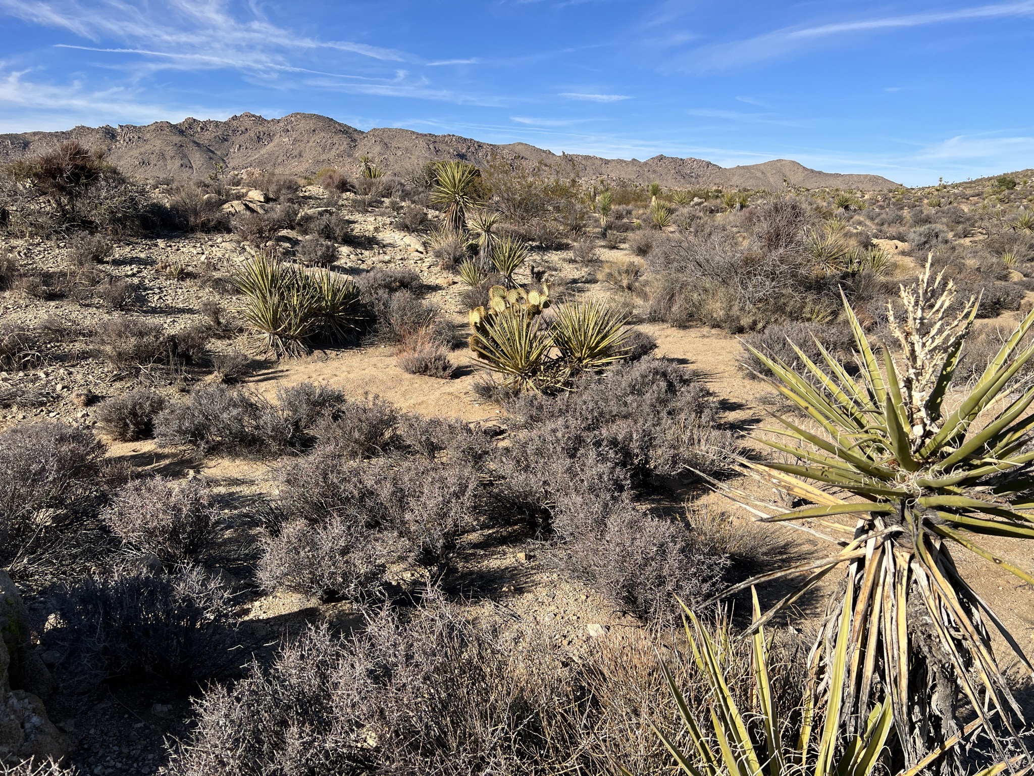 Desert plants
