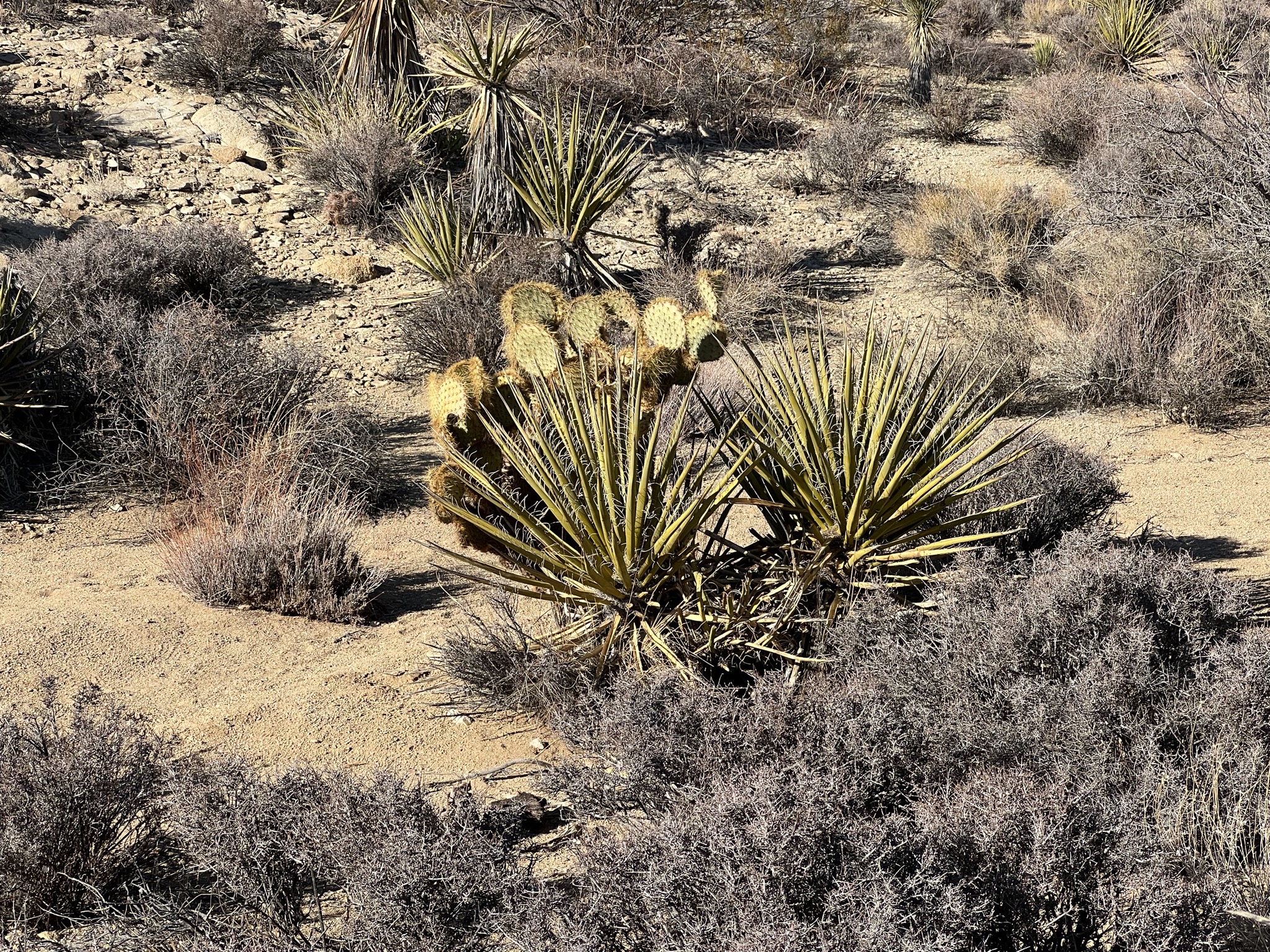 Desert plants