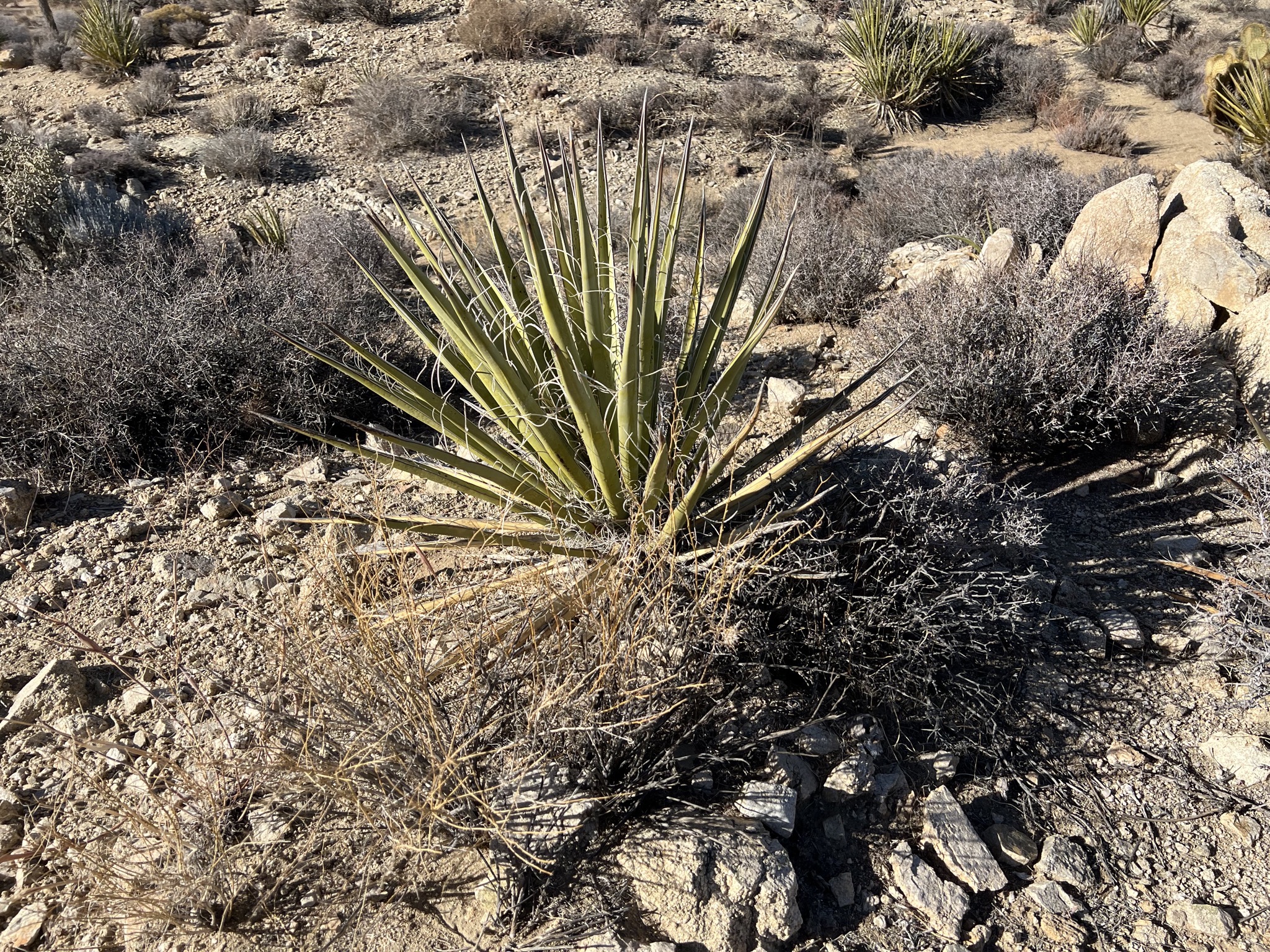 Desert plants