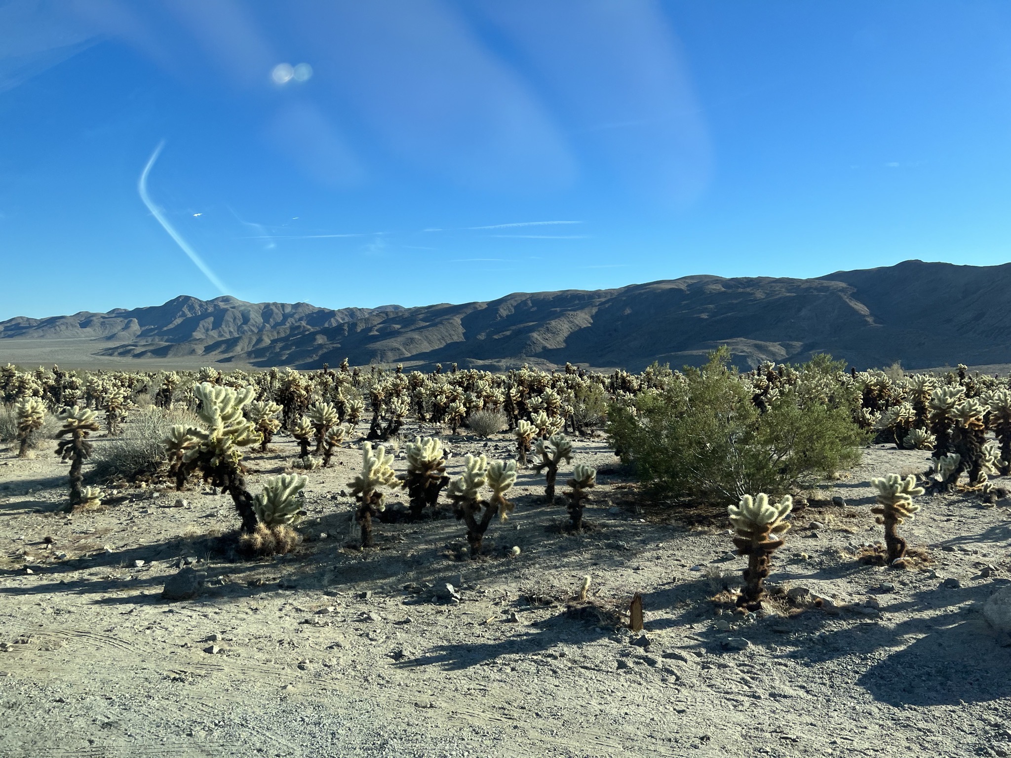 Desert plants