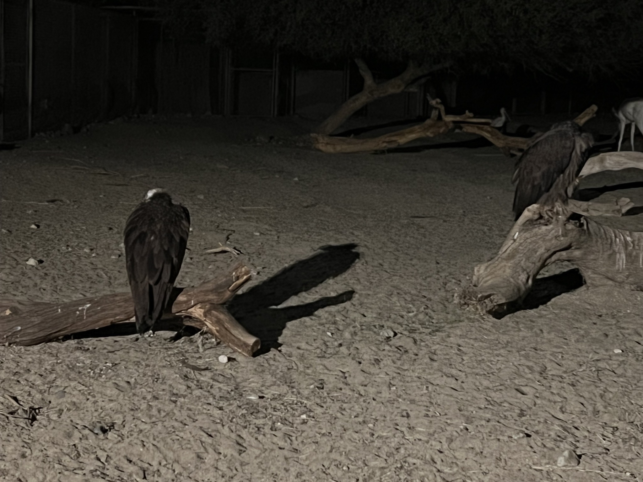 Vultures