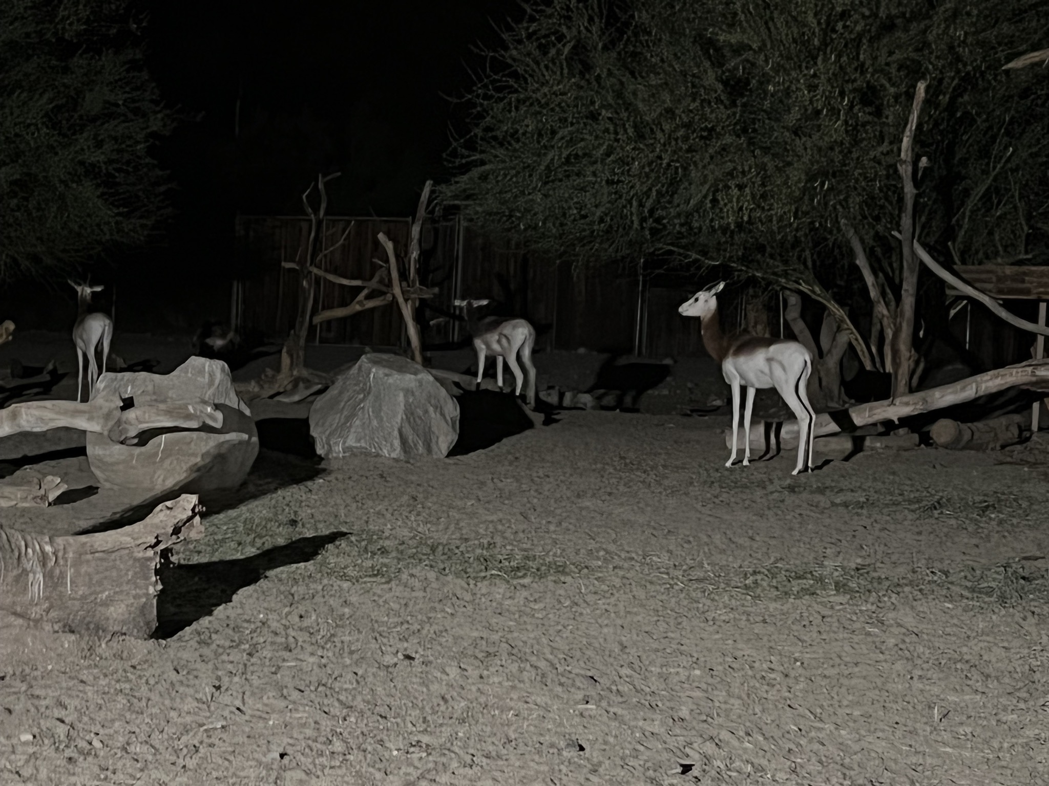 Antelopes
