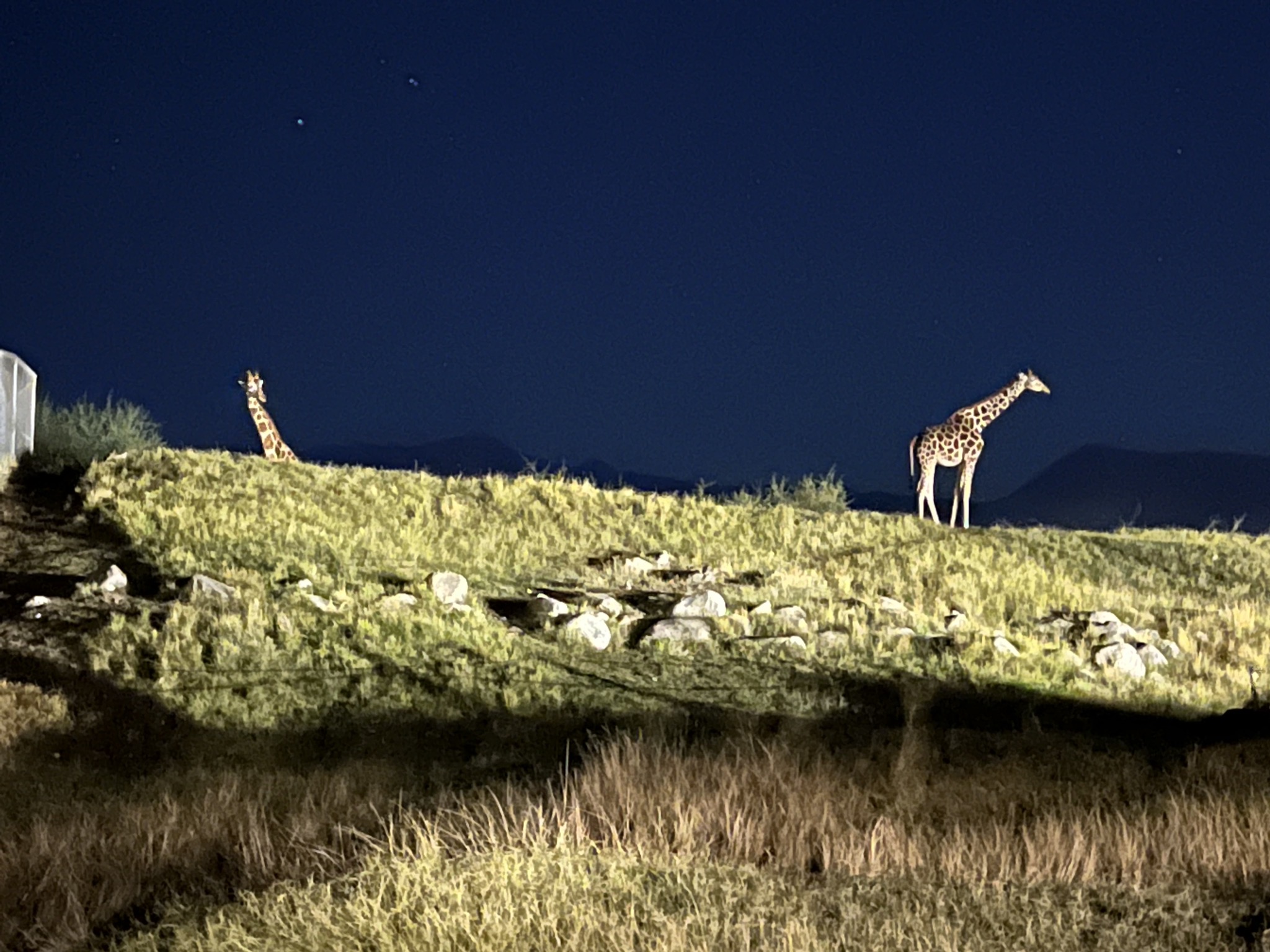 Giraffes