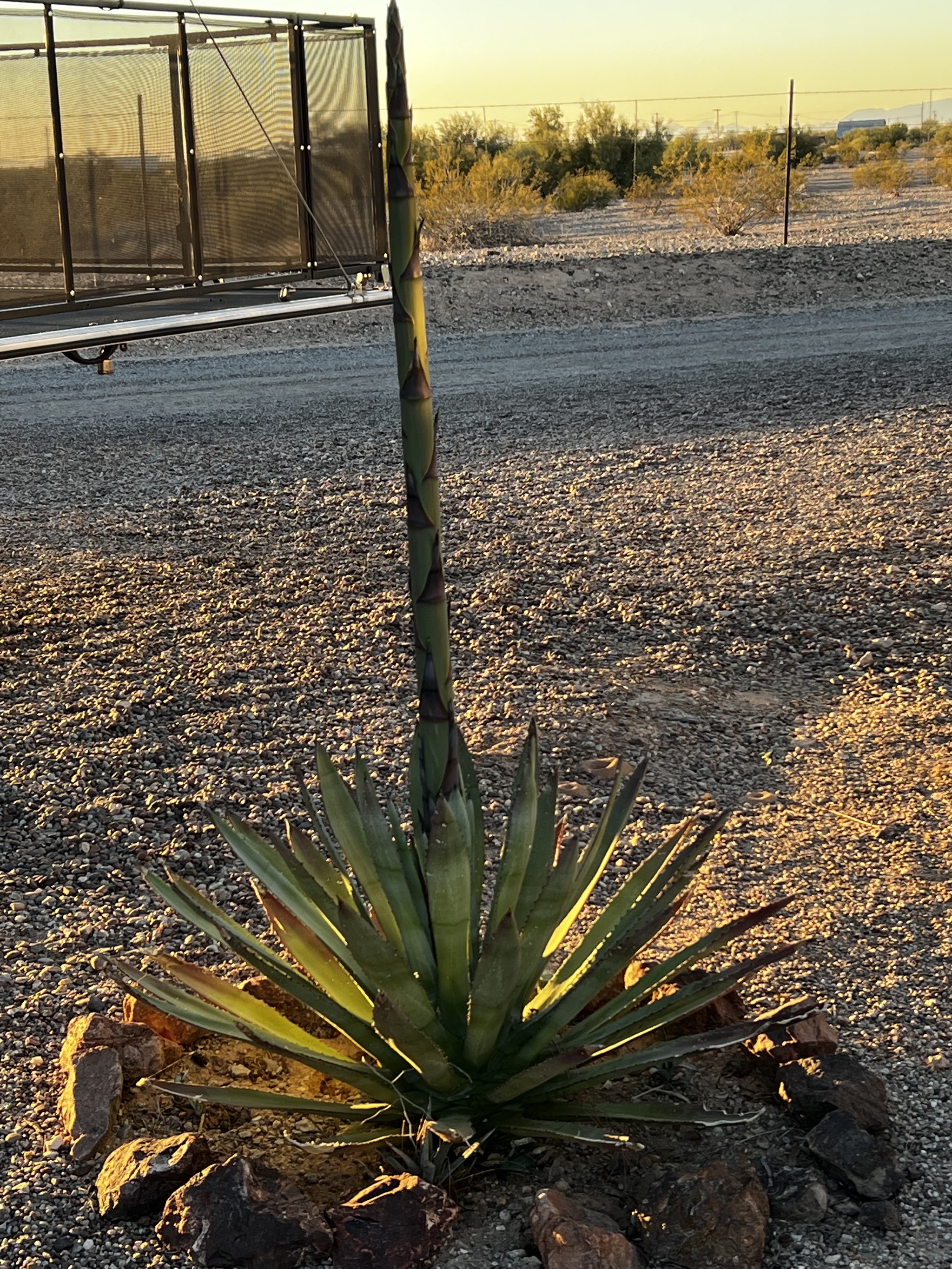 Agave
