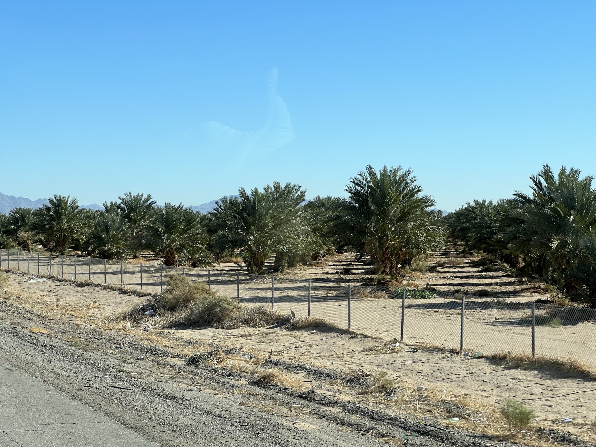 Date palm trees
