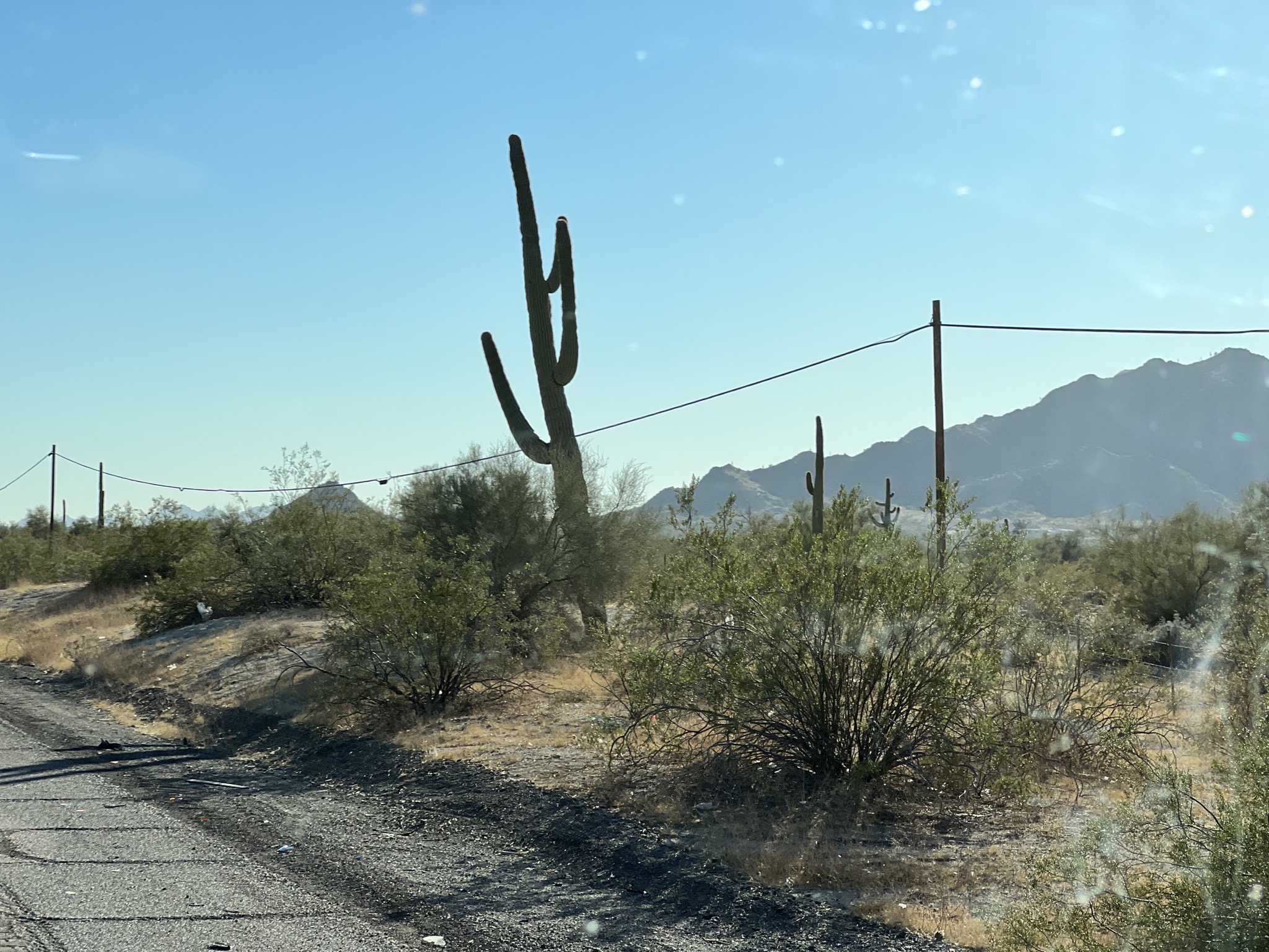 Cactus
