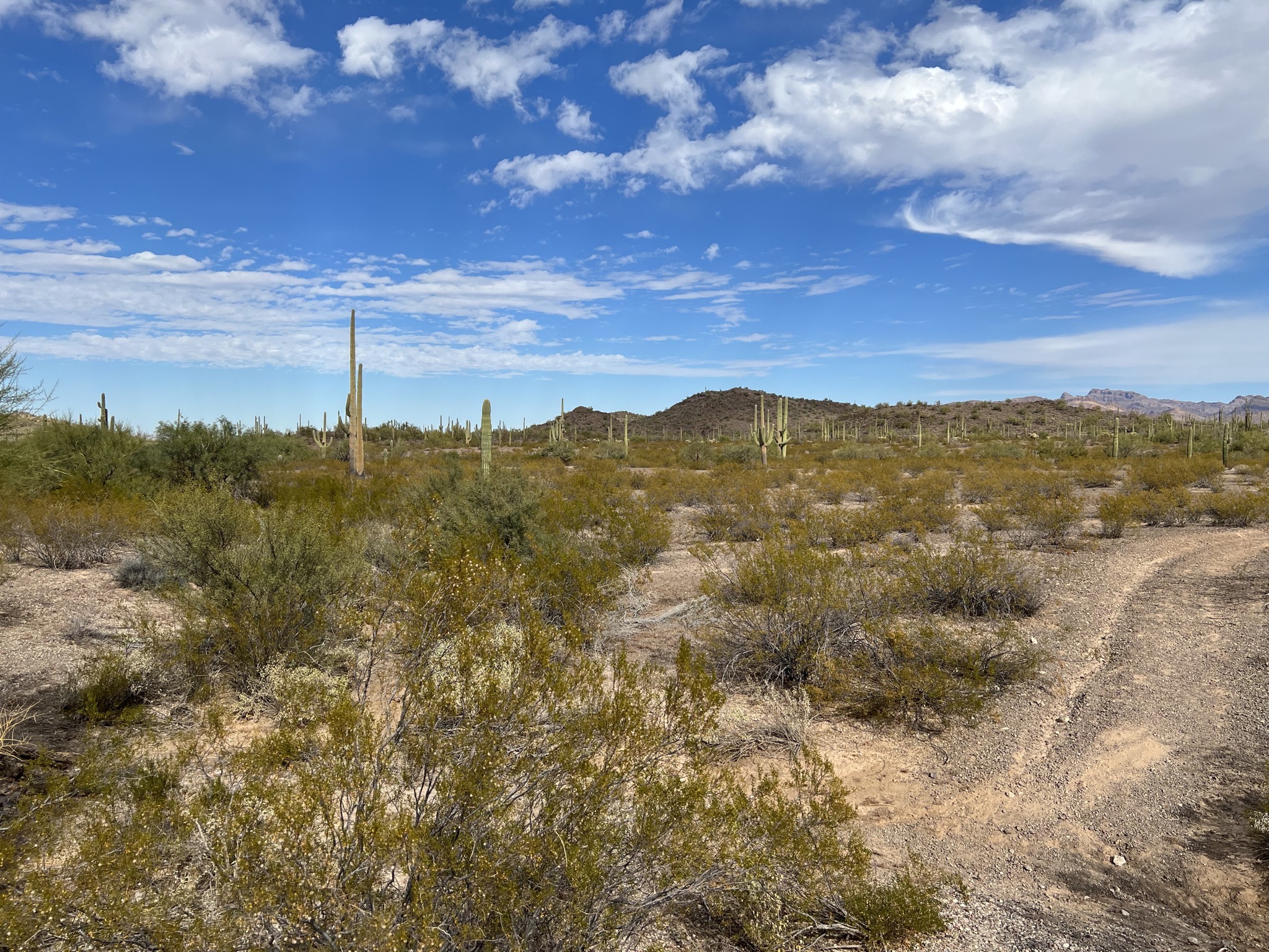 Cacti