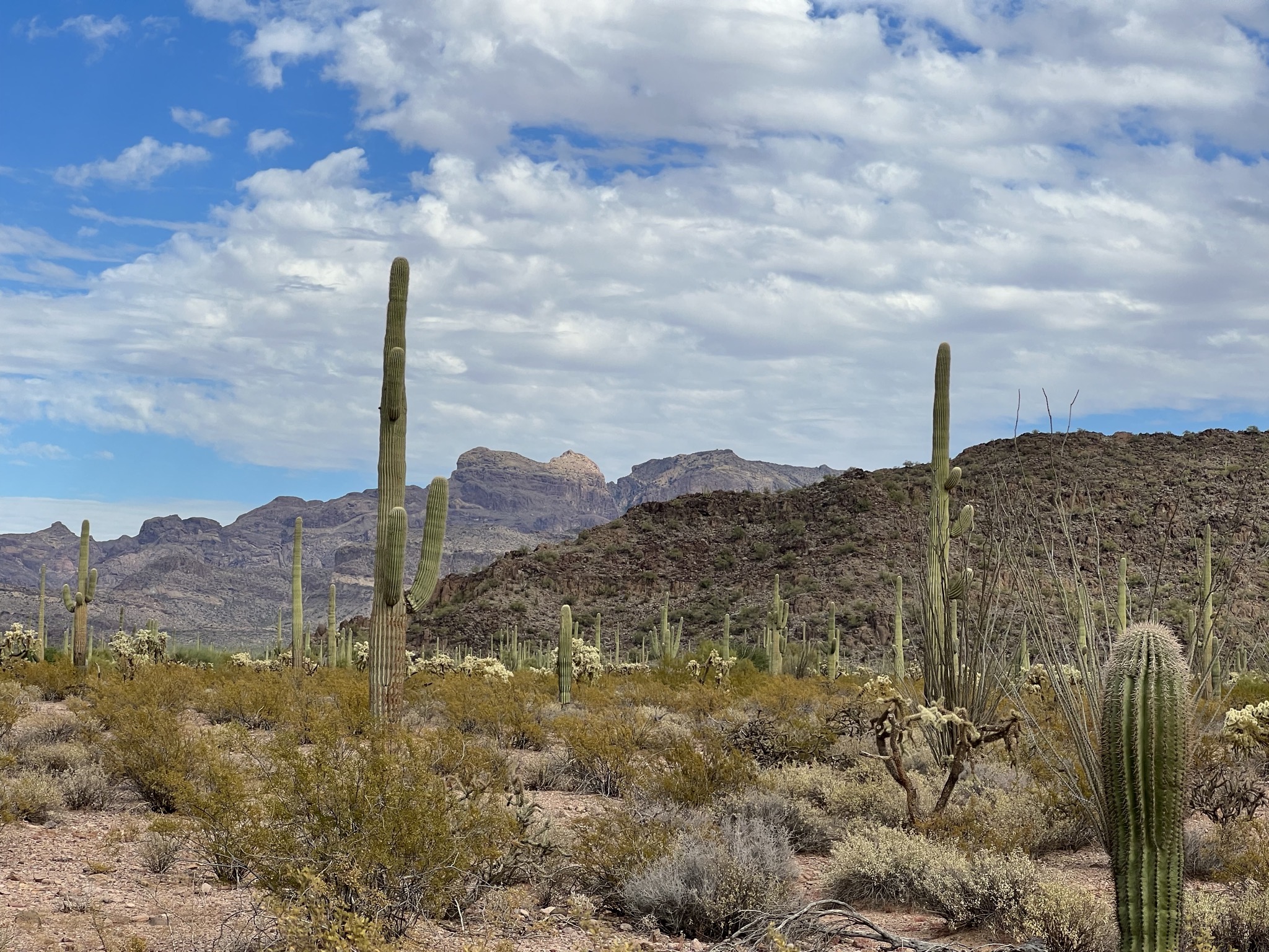 Cacti