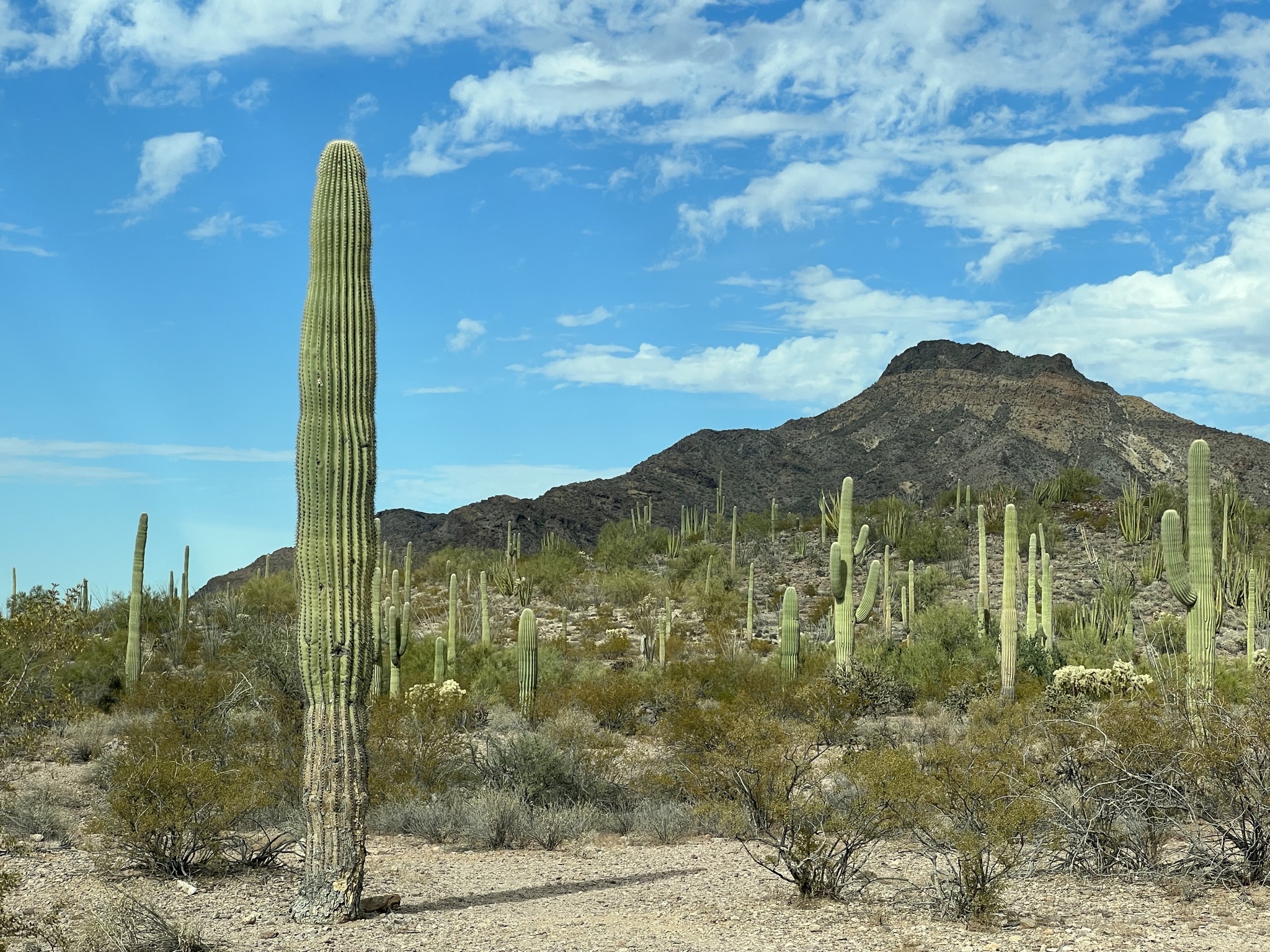 Cacti