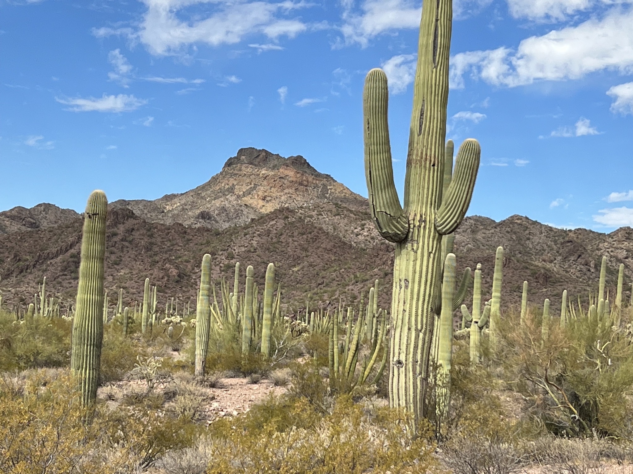 Cacti